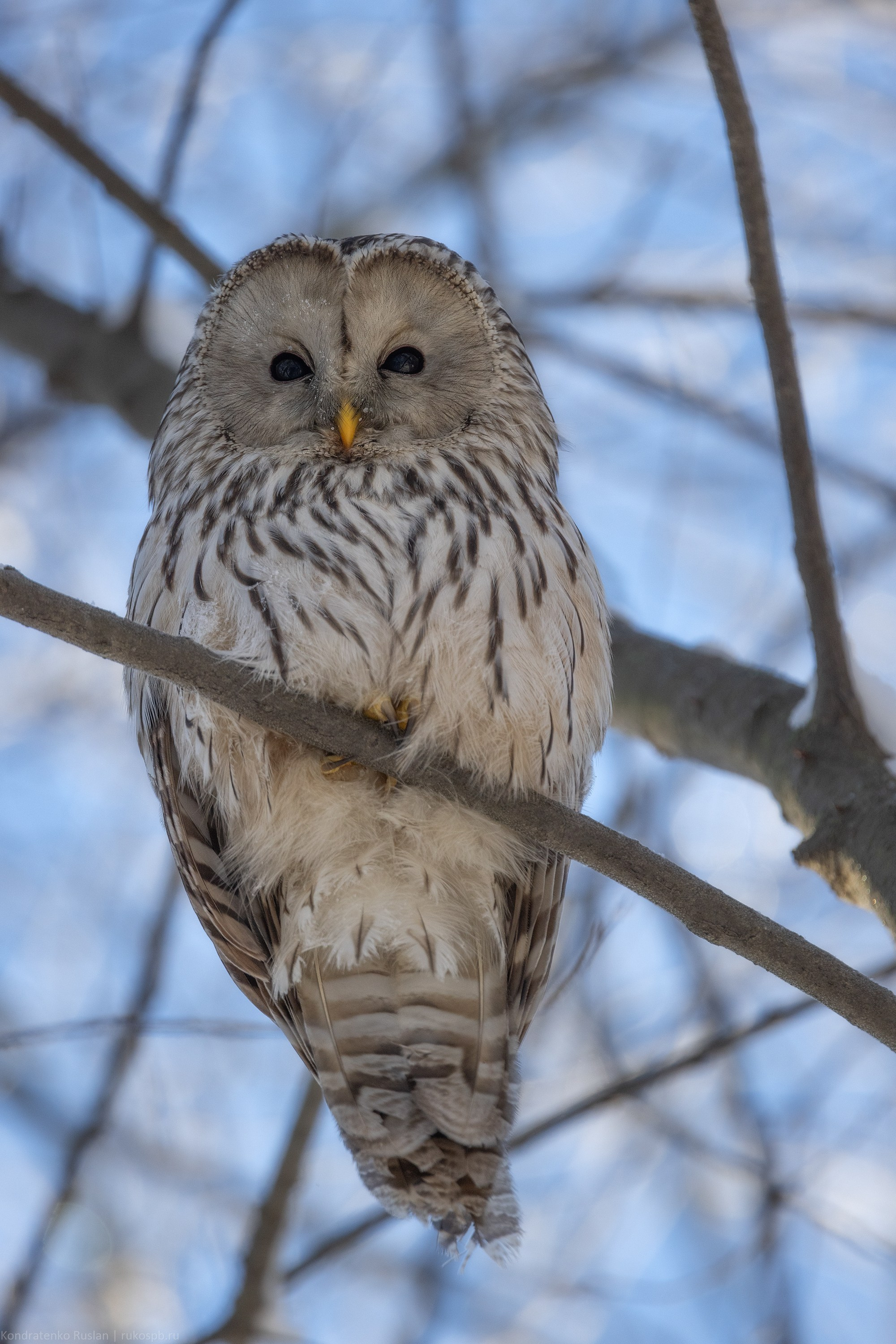 Длиннохвостая неясыть. Архитектурный и пейзажный фотограф Кондратенко Руслан, Санкт-Петербург