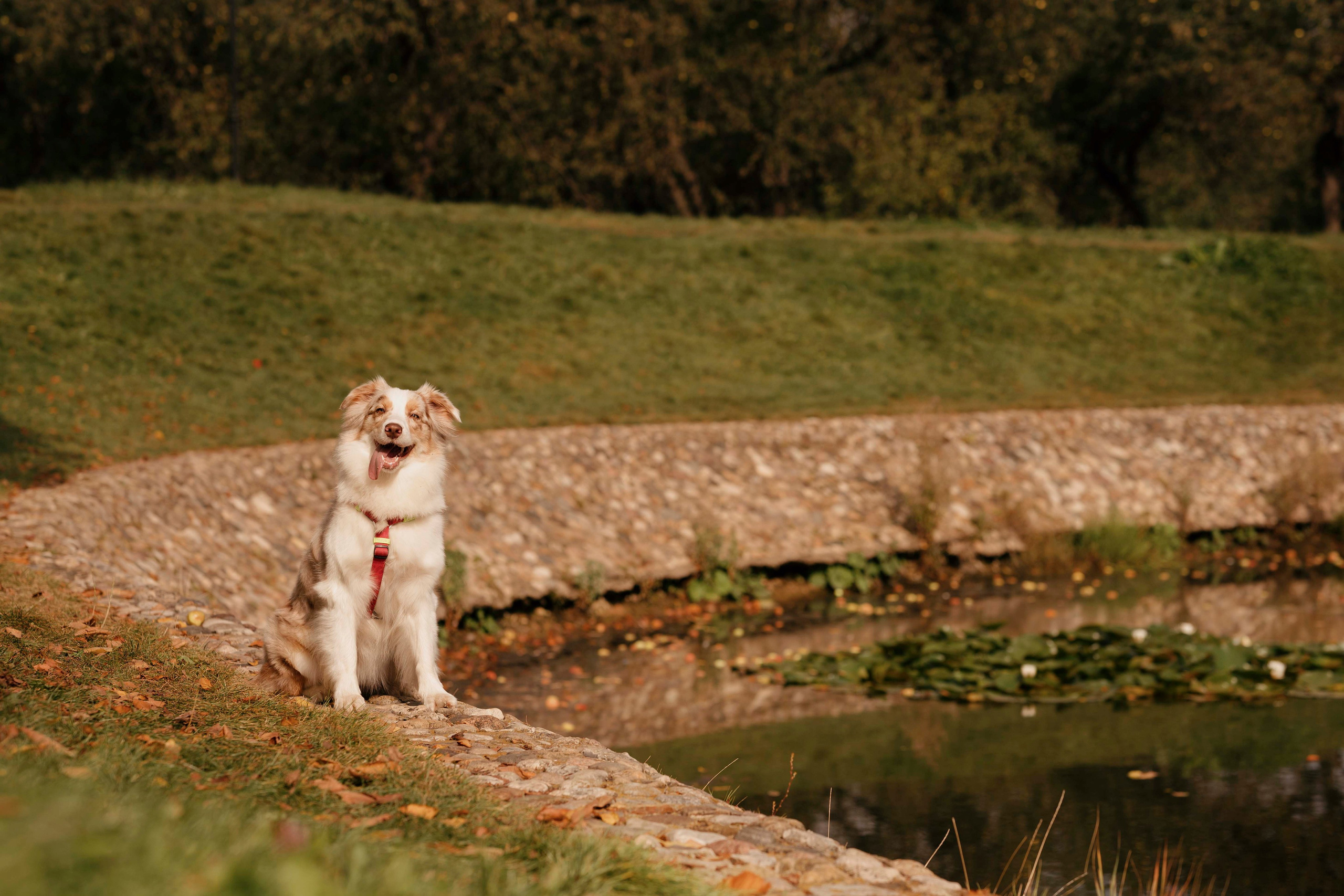 Дженни. Фотограф- анималист Александра Матвеева