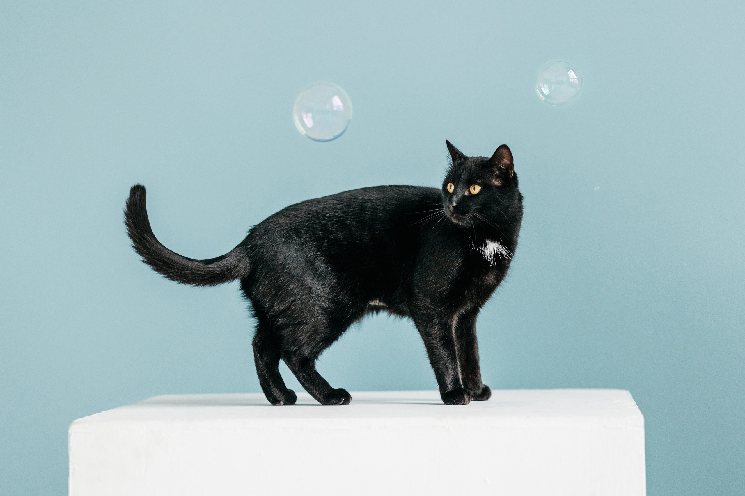 Кузя. Фотограф-анималист Елена Радченко, Москва