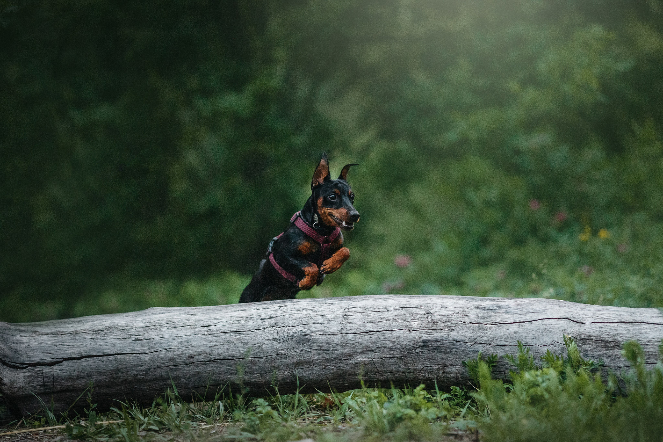 Сириус и его семья. Фотограф — Анималист | Санкт-Петербург