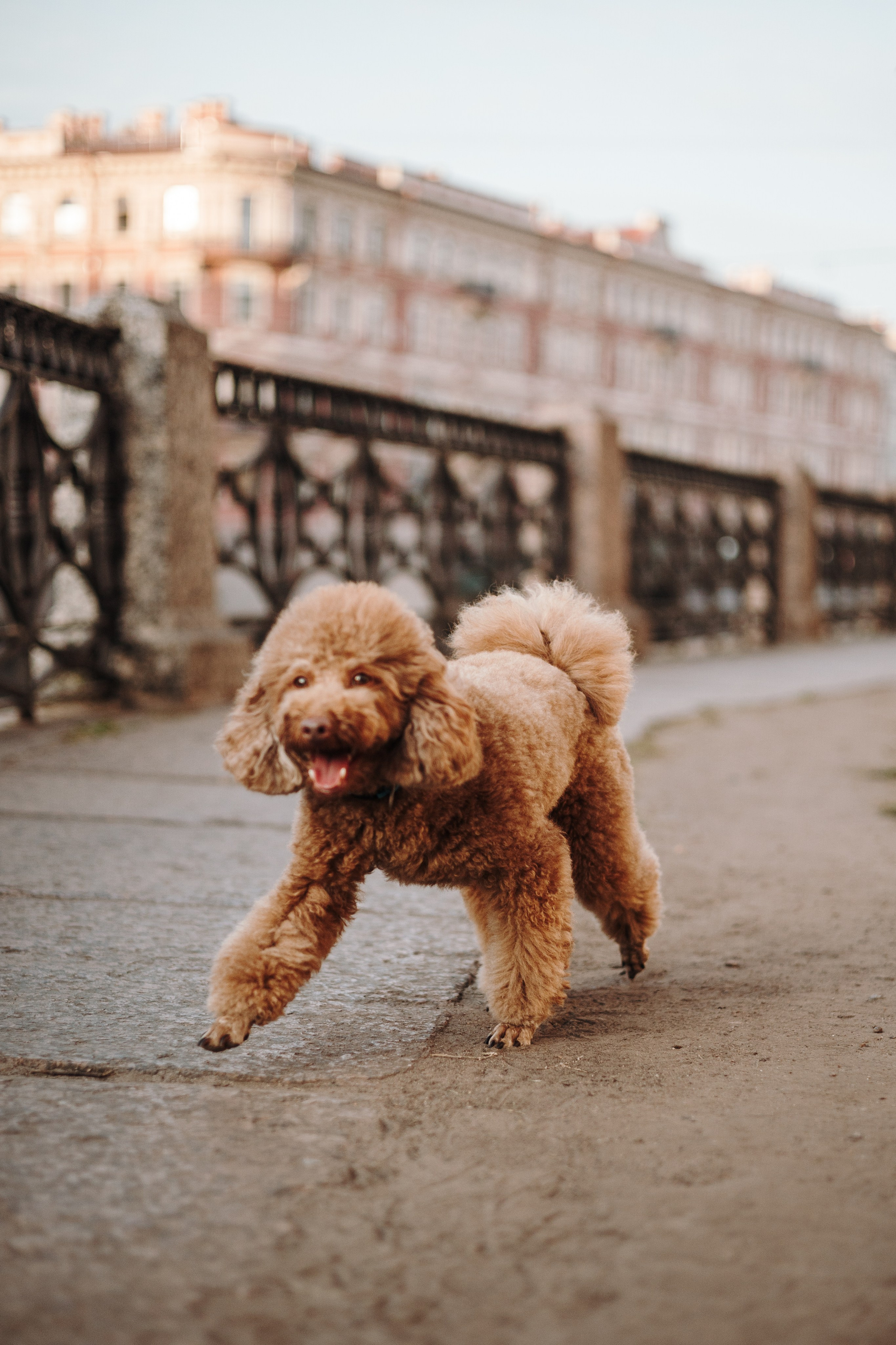 Барни и его семья. Фотограф — Анималист | Санкт-Петербург