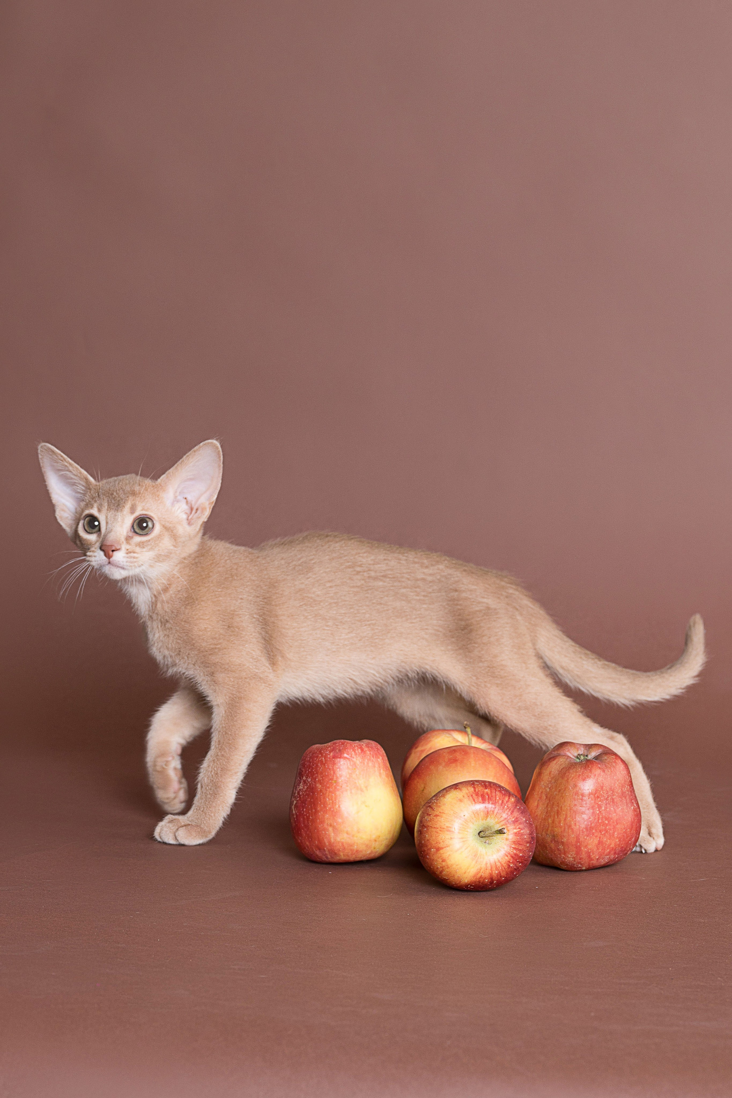 Съемка животных, фотосъемка животных для продажи, фотосъемка животных для объявлений, съемка животных для авито, съемка животных для выставки, съемка животных для каталога. Съемка собак, съемка кошек, съемка домашних животных, съемка домашних питомцев, фотосъемка щенков, фотосъемка котят