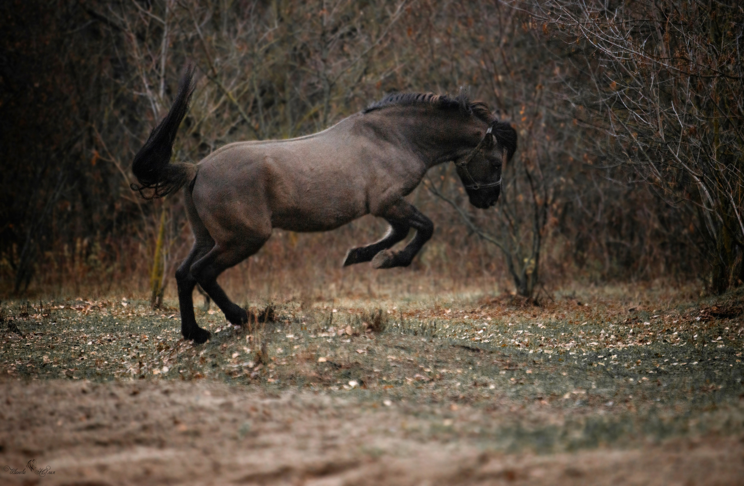Лошади. Конный фотограф в Саратове Юлия Иванова