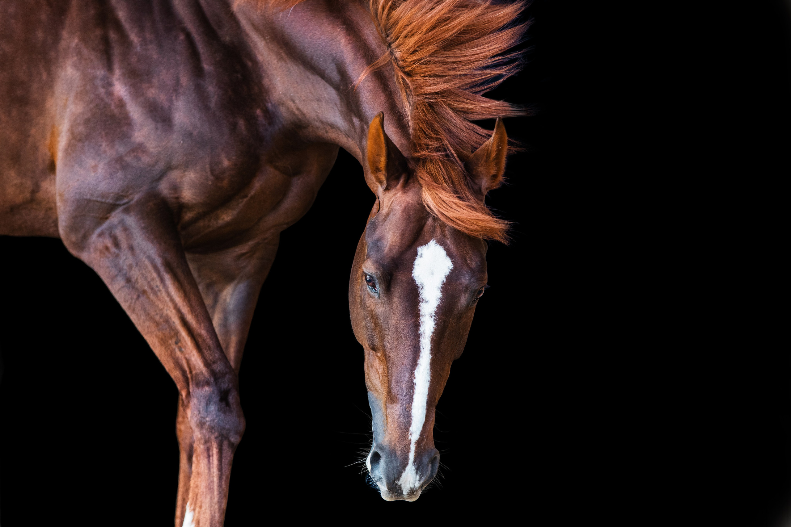 Разное. Фотограф-анималист Ксендзова Кристина