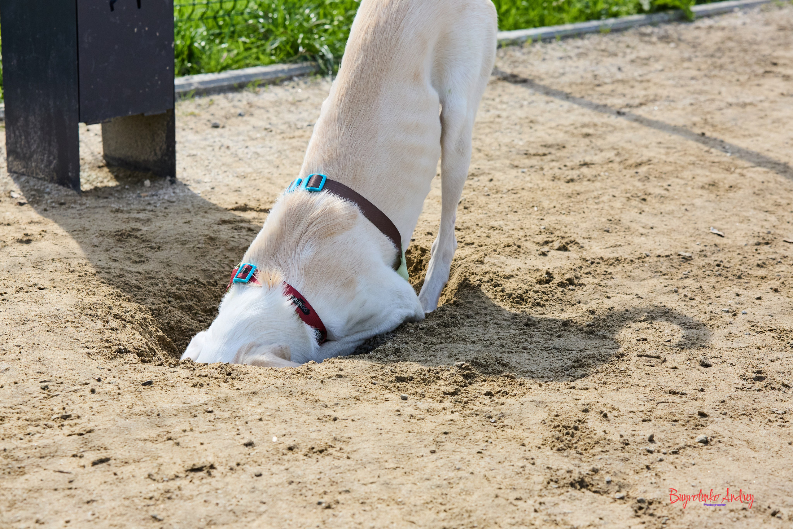 Проект фотопрогулка с хвостиком. Buyvolenko Andrey