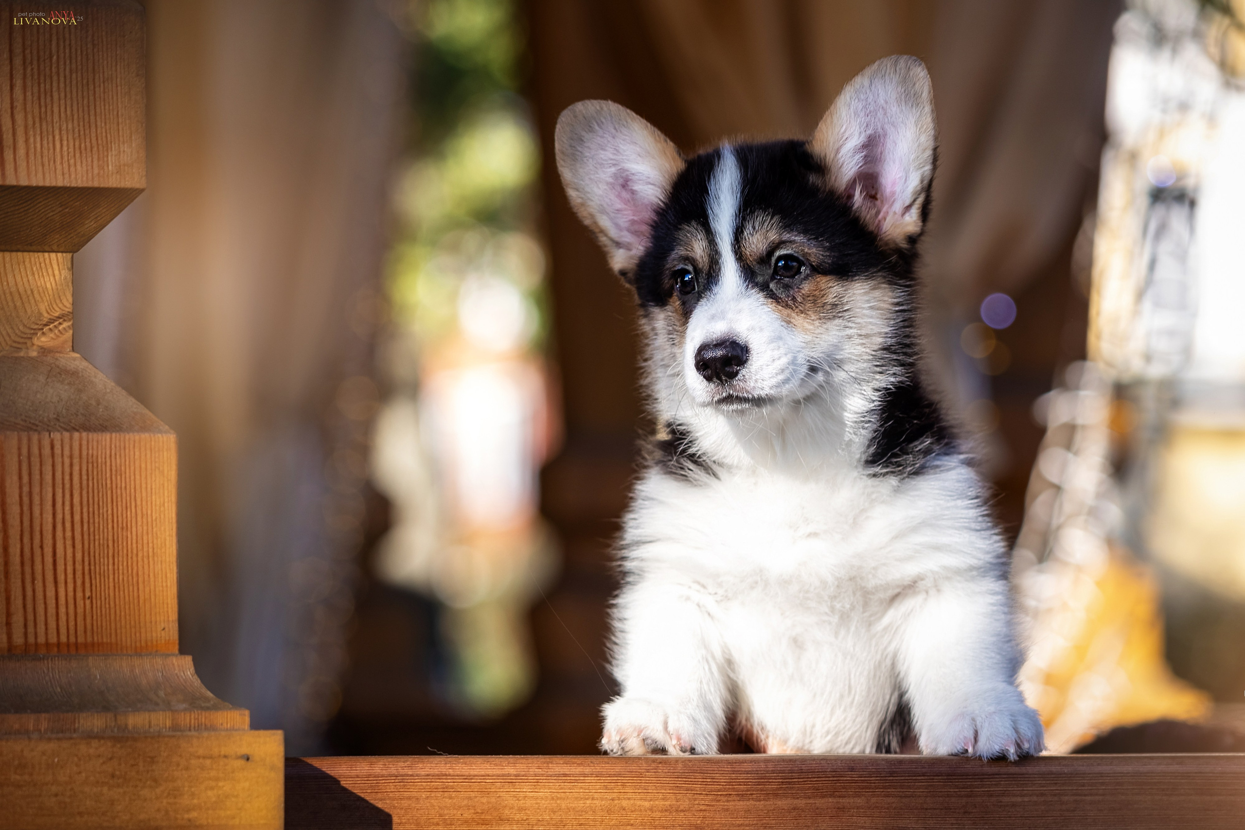 Коржики. Фотограф анималист Аня Ливанова | Рыбинск