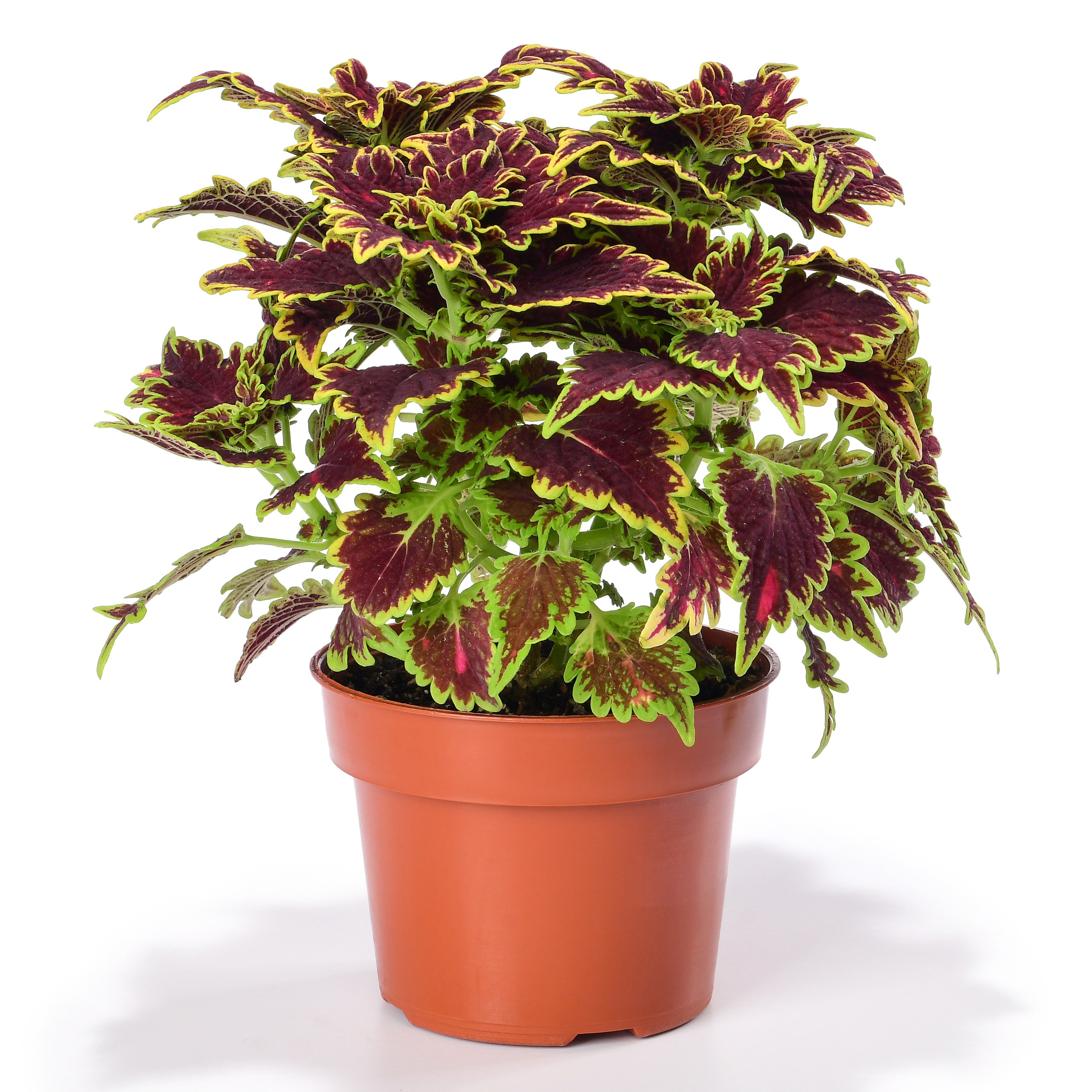 фотосъемка комнатных цветов в горшках