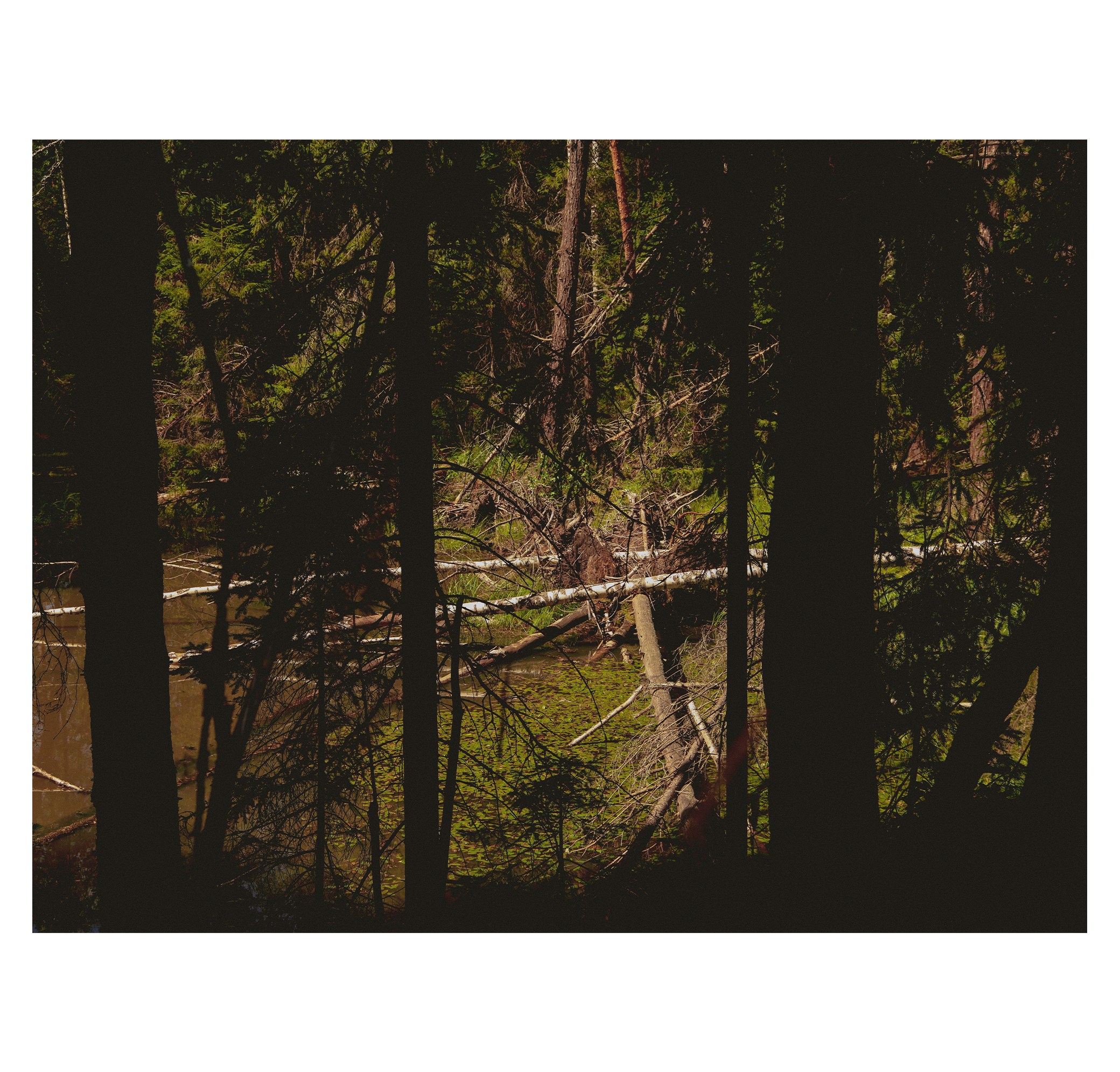 Summer hike. Фотограф/дизайнер в Екатеринбурге Хитрый Дмитрий