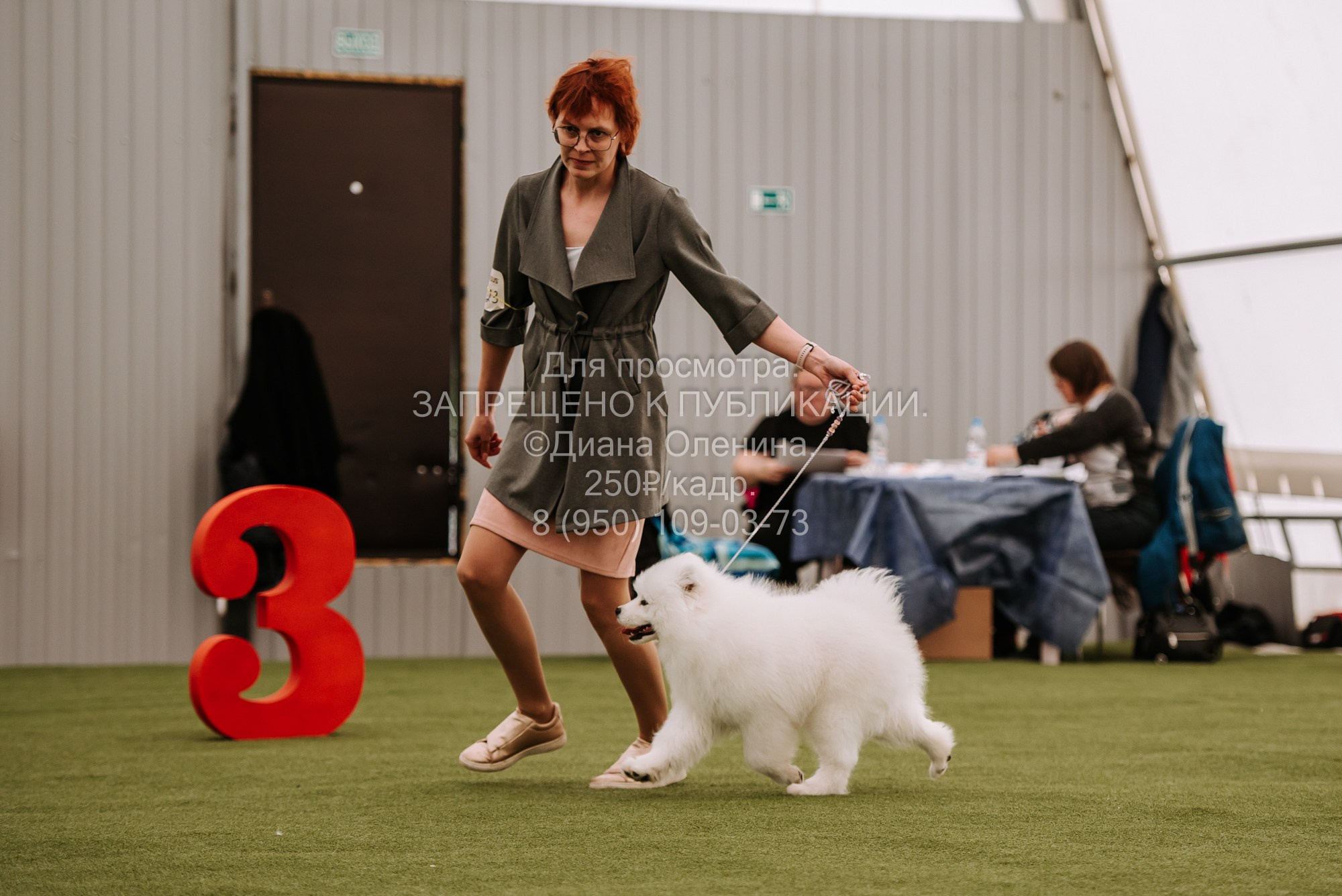 Выставка собак Красноярск 2.06. Фотограф Диана Оленина Красноярск / Братск