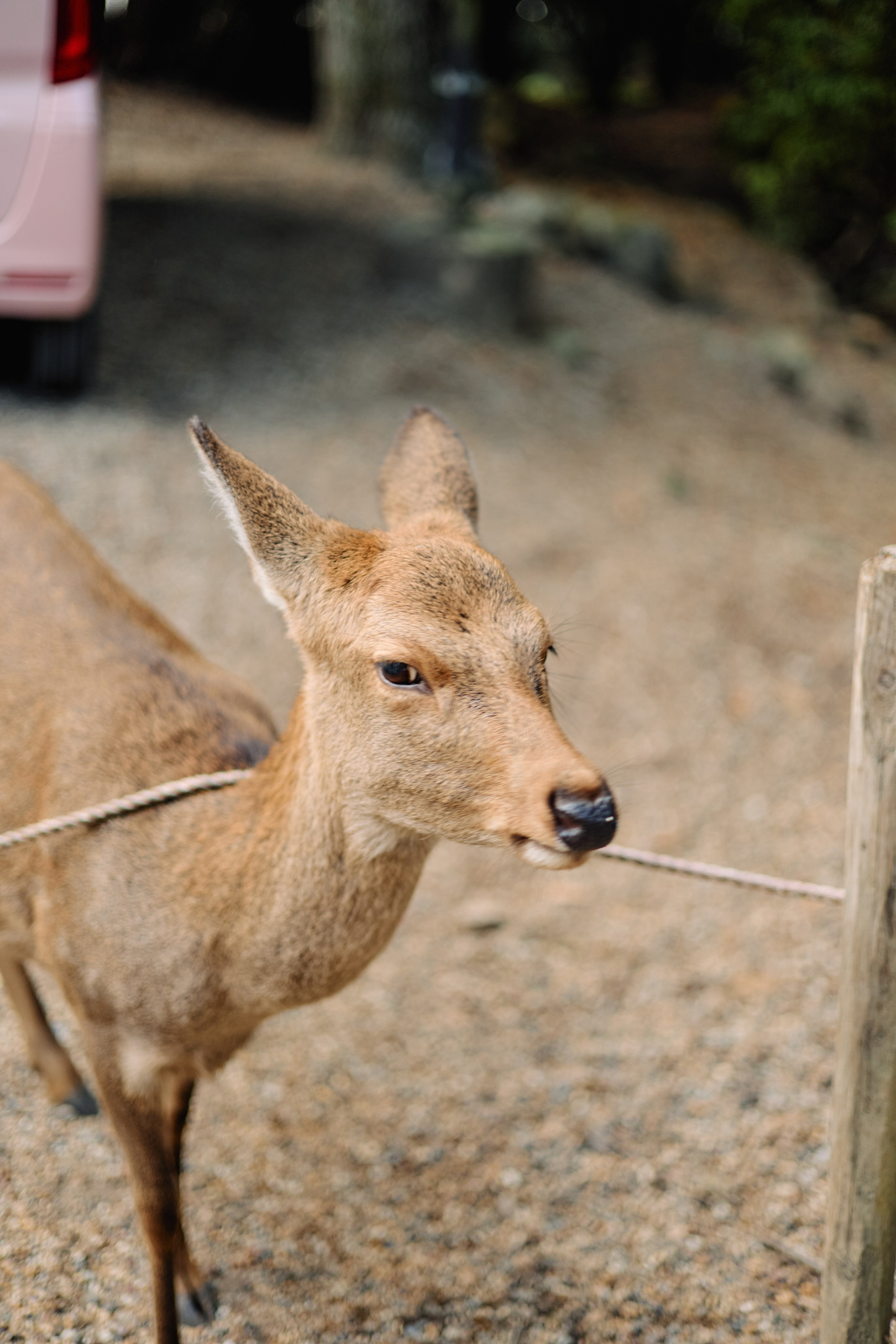 Япония. Профессиональный Фотограф во Владимире, в Москве и в Суздале — Полина Романычева