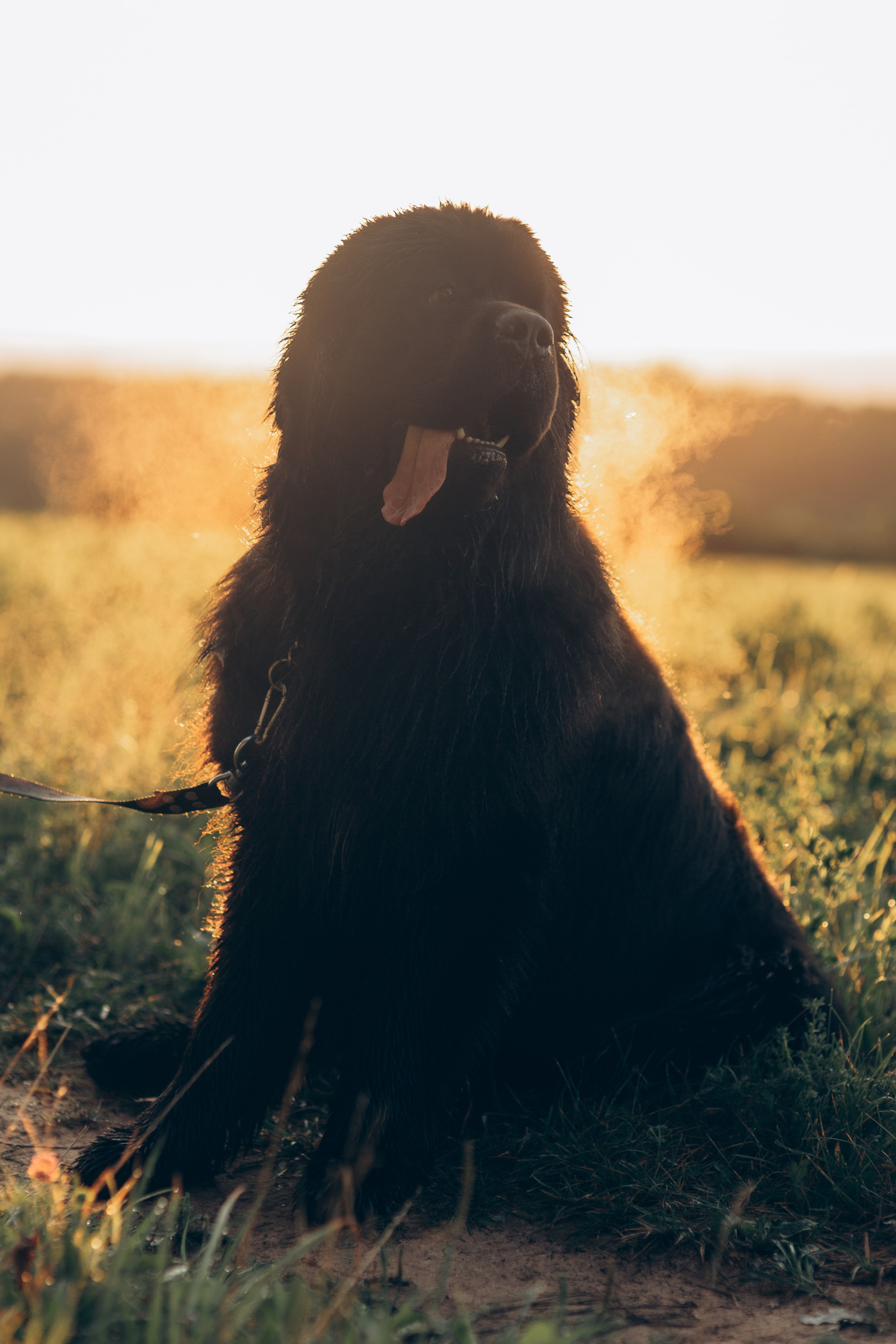 Фотосессия с питомцами Владимир