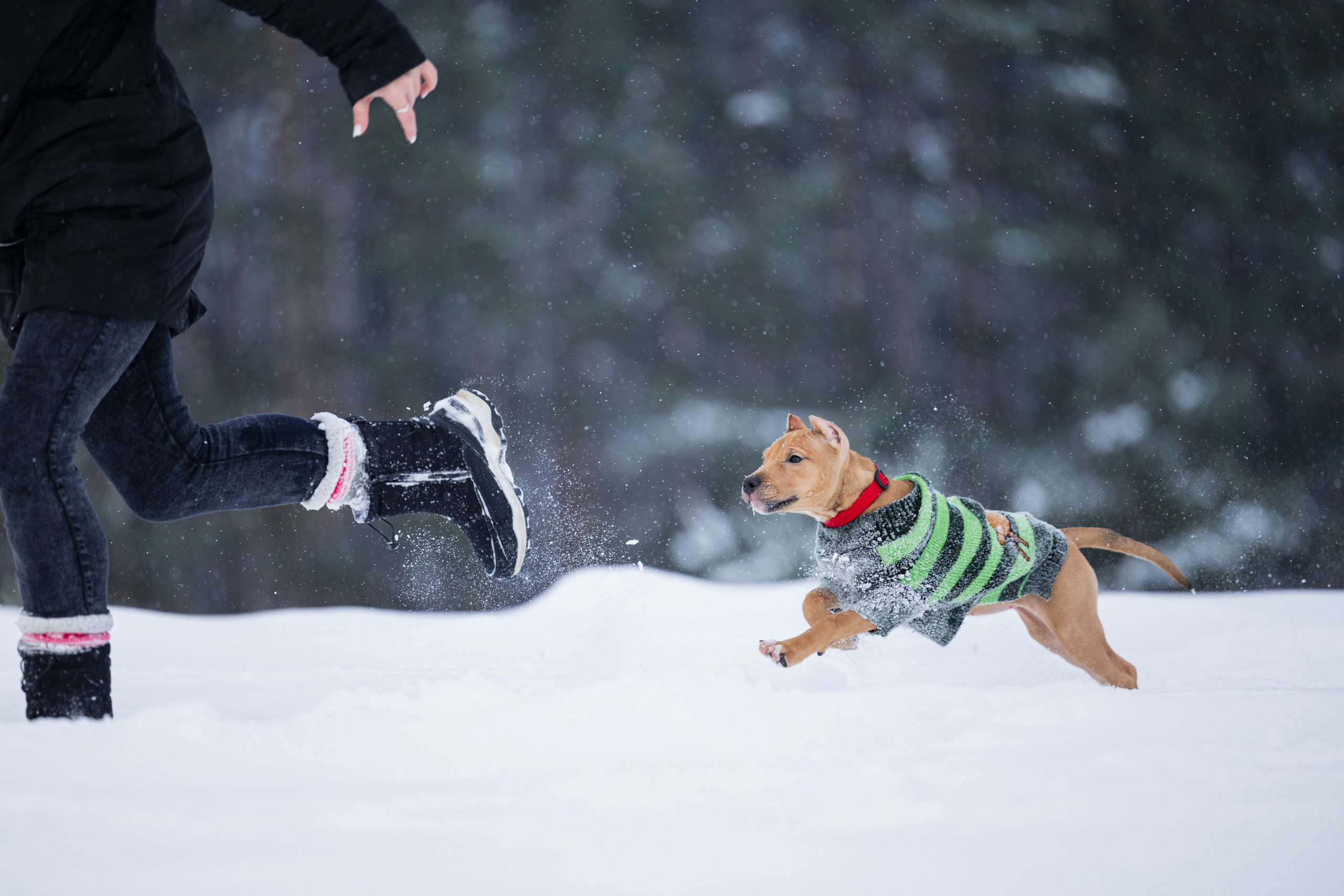 Миура. Фотограф-анималист Анна Маринич
