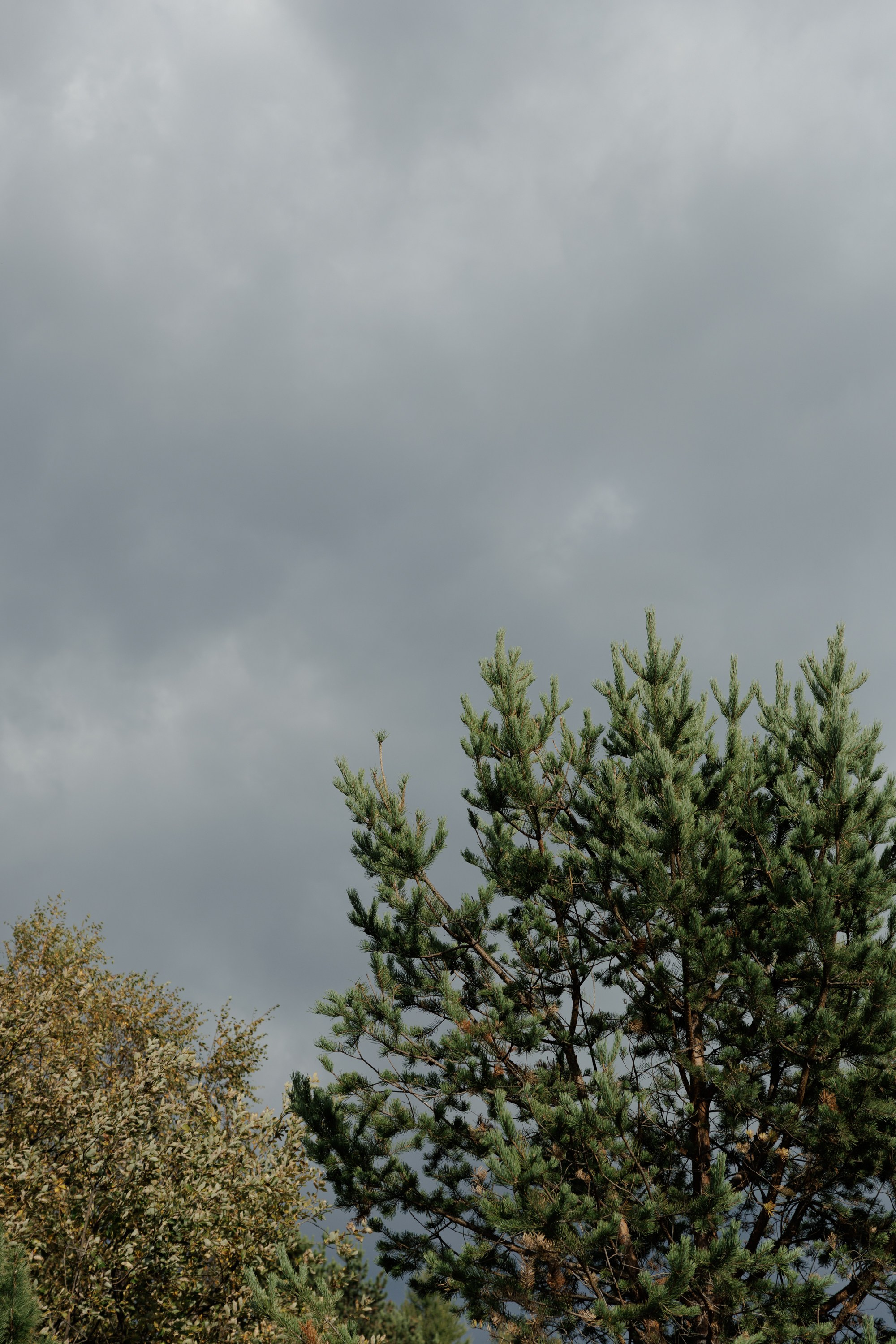 Александр и Мария. Свадебный фотограф