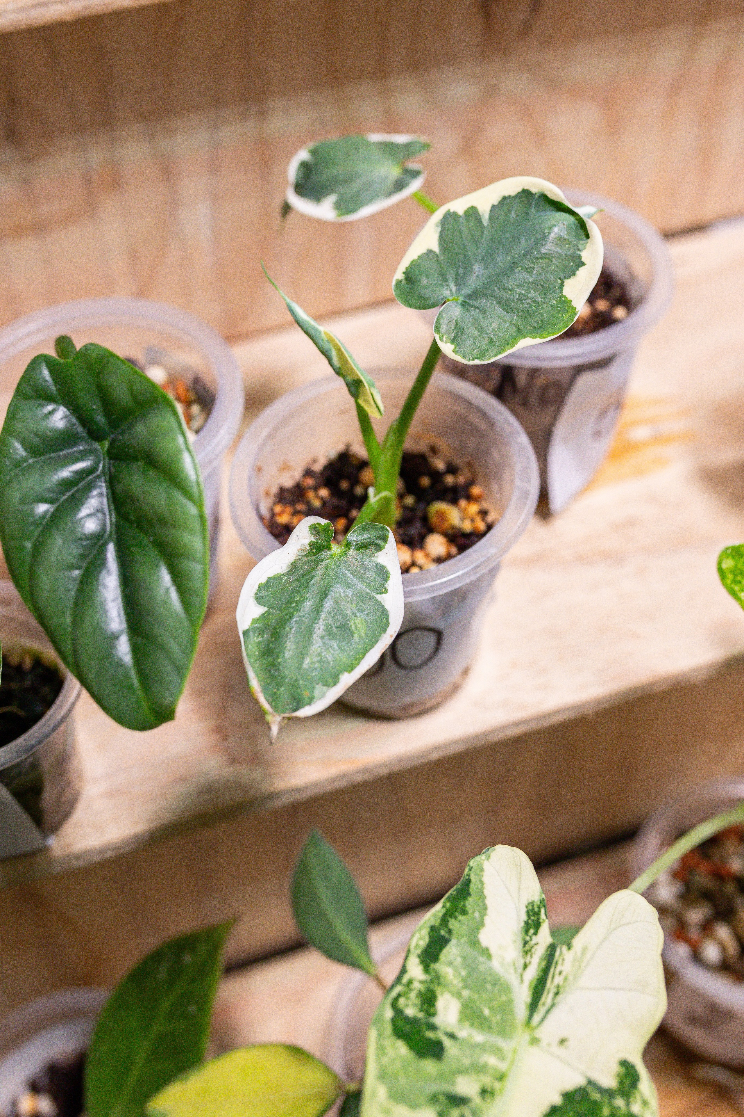 Growbox декабрь 2025. Александра Куликова фотограф, Москва