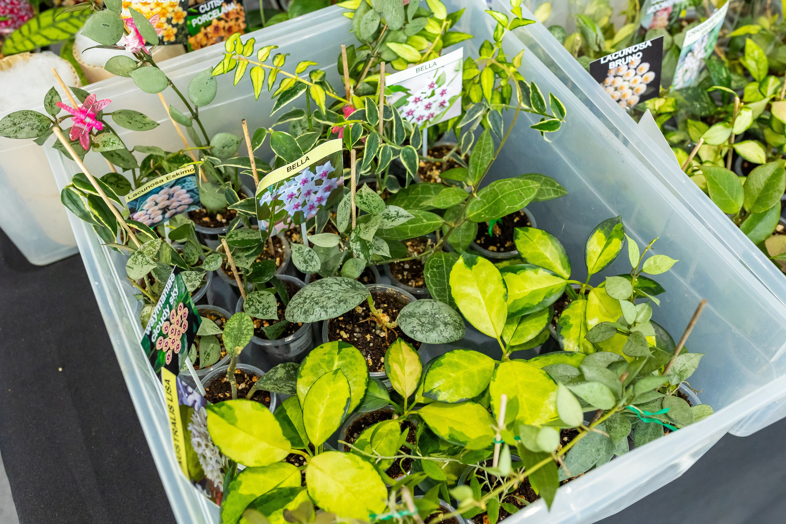 Монстериум апрель 2025. Александра Куликова фотограф, Москва