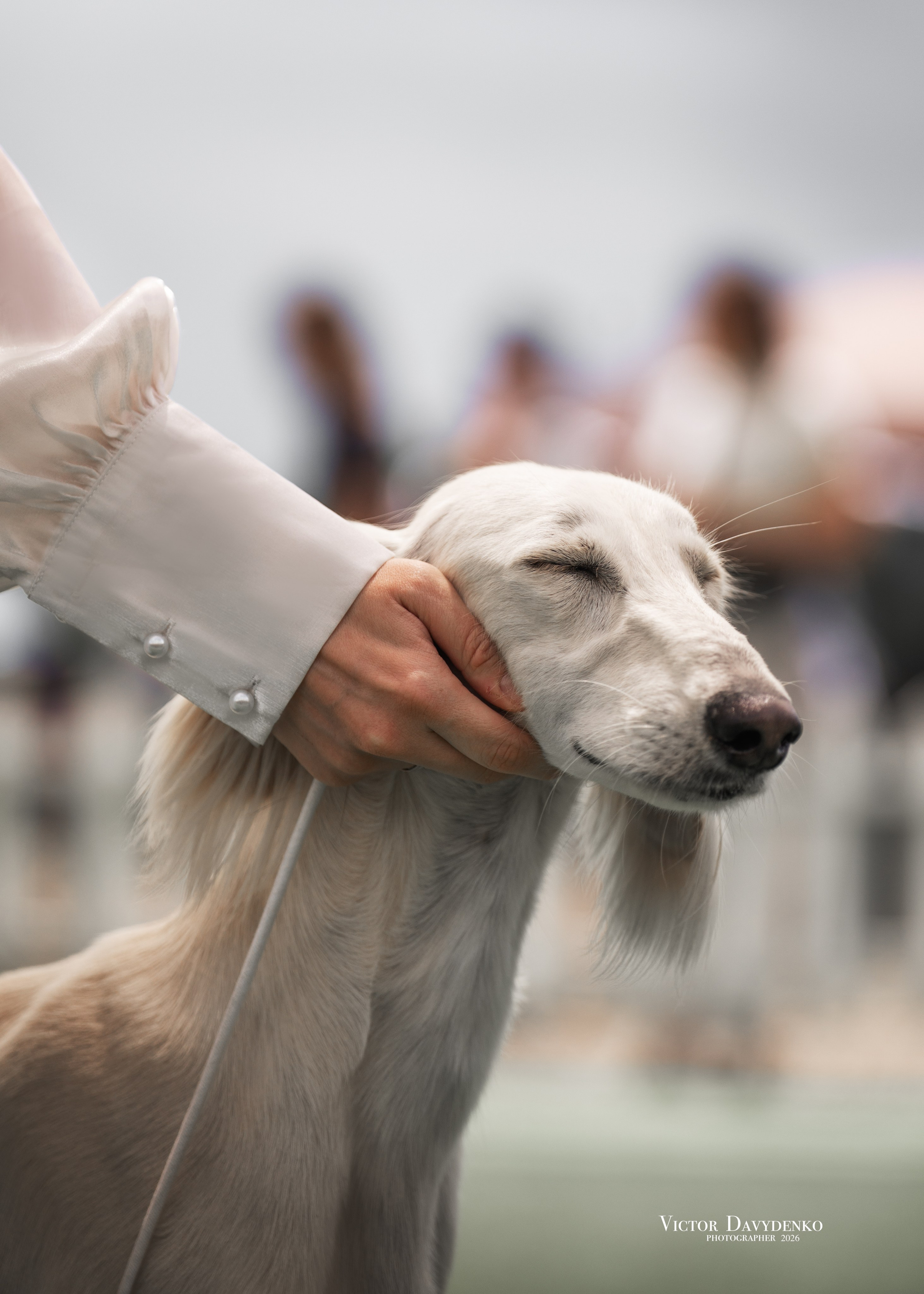 Dog Show. Давыденко Анна / Фотограф Краснодар/Сочи