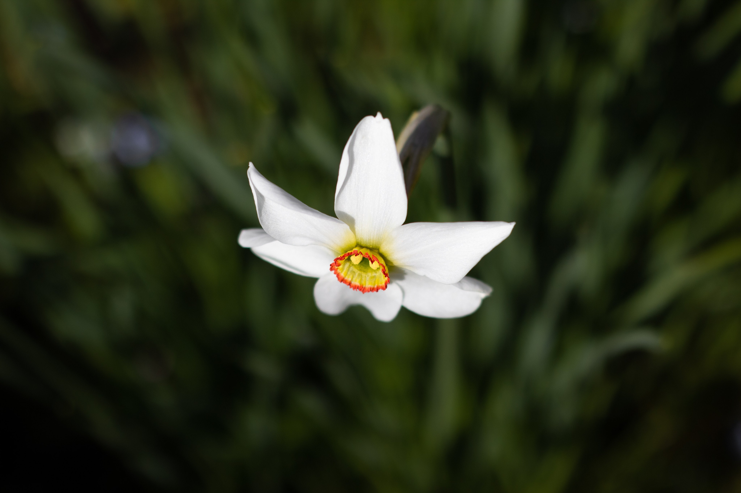 Природа. Polyframe