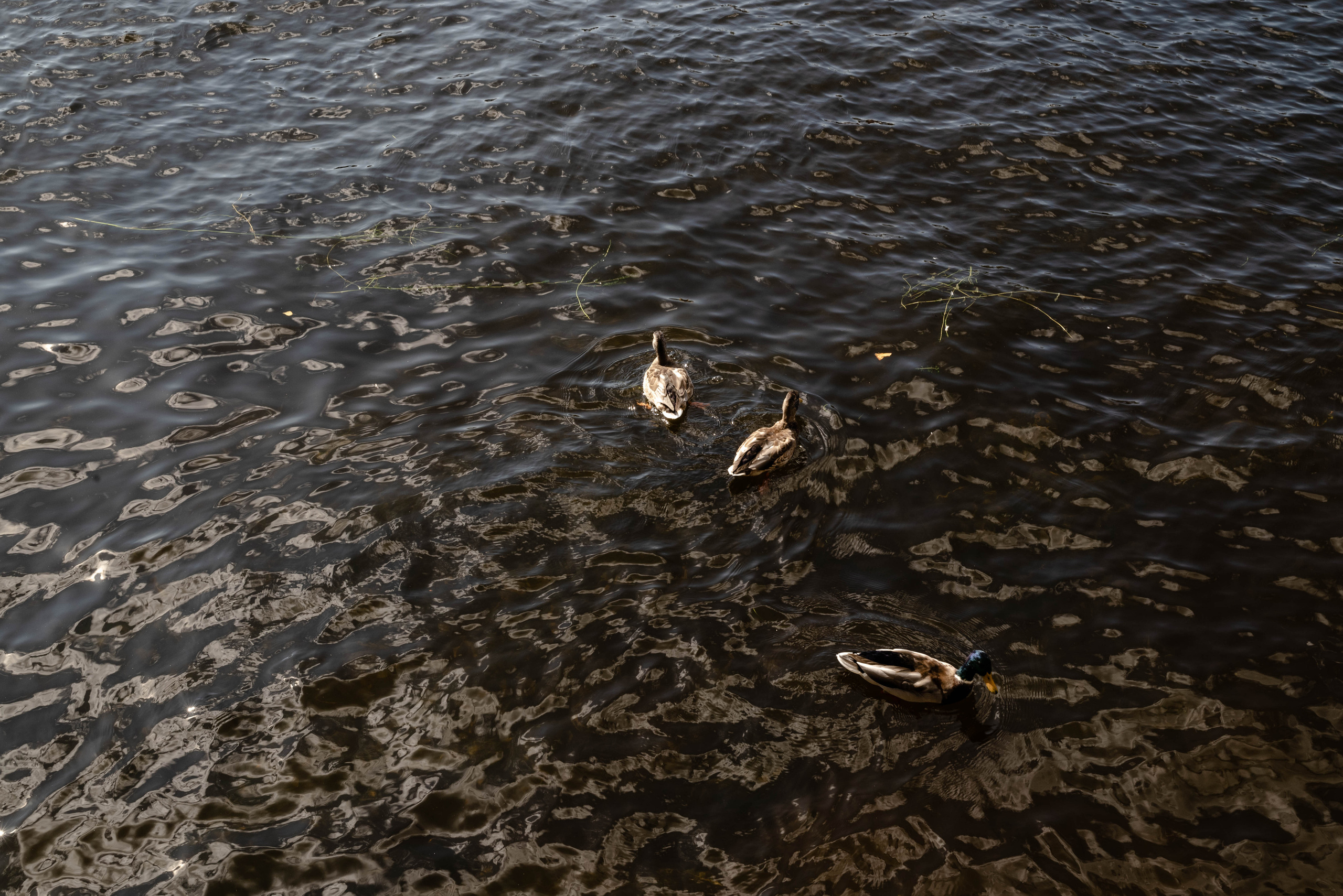 Питер невозможно не любить. Свадебный и семейный фотограф в Новосибирске, Санкт-Петербурге, Москве