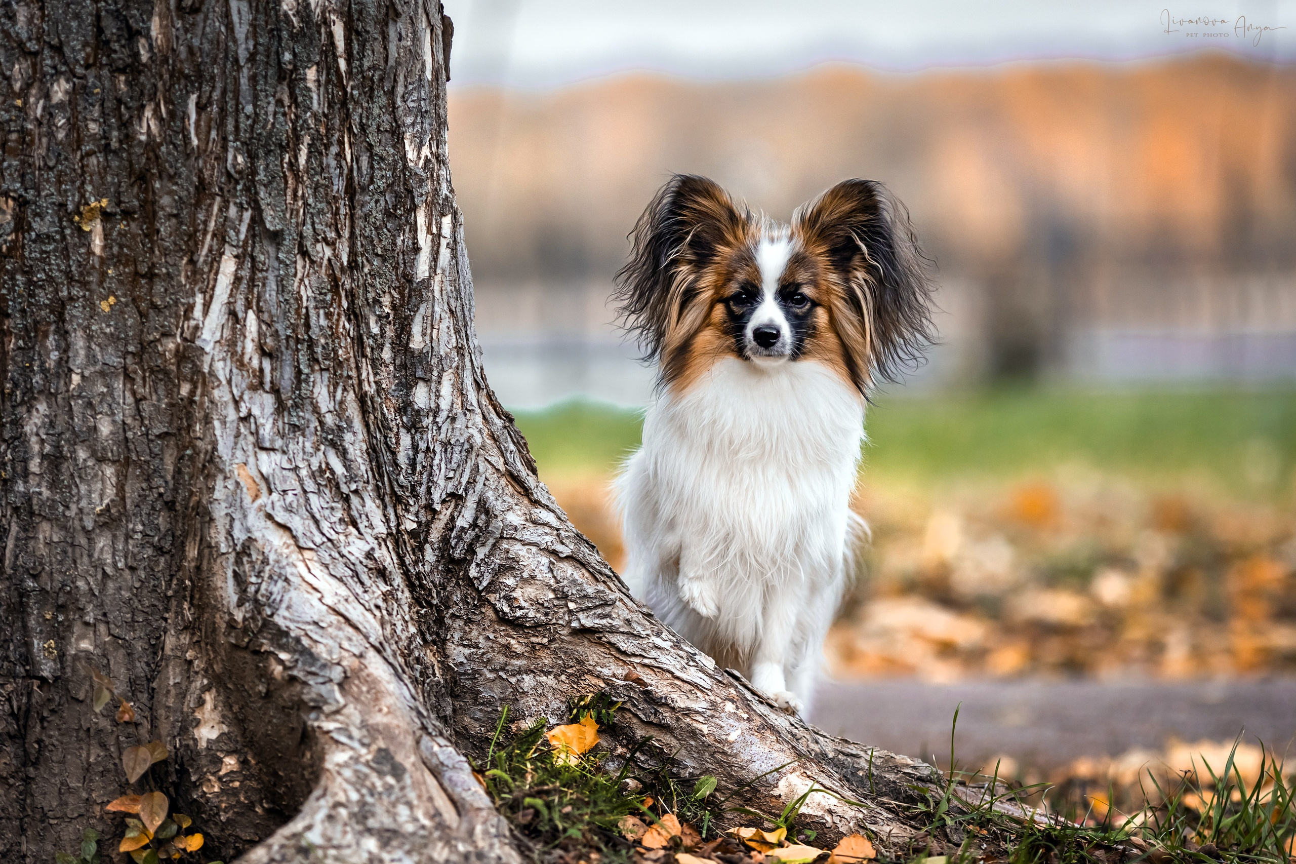 Хьюстон. Фотограф анималист Аня Ливанова | Рыбинск
