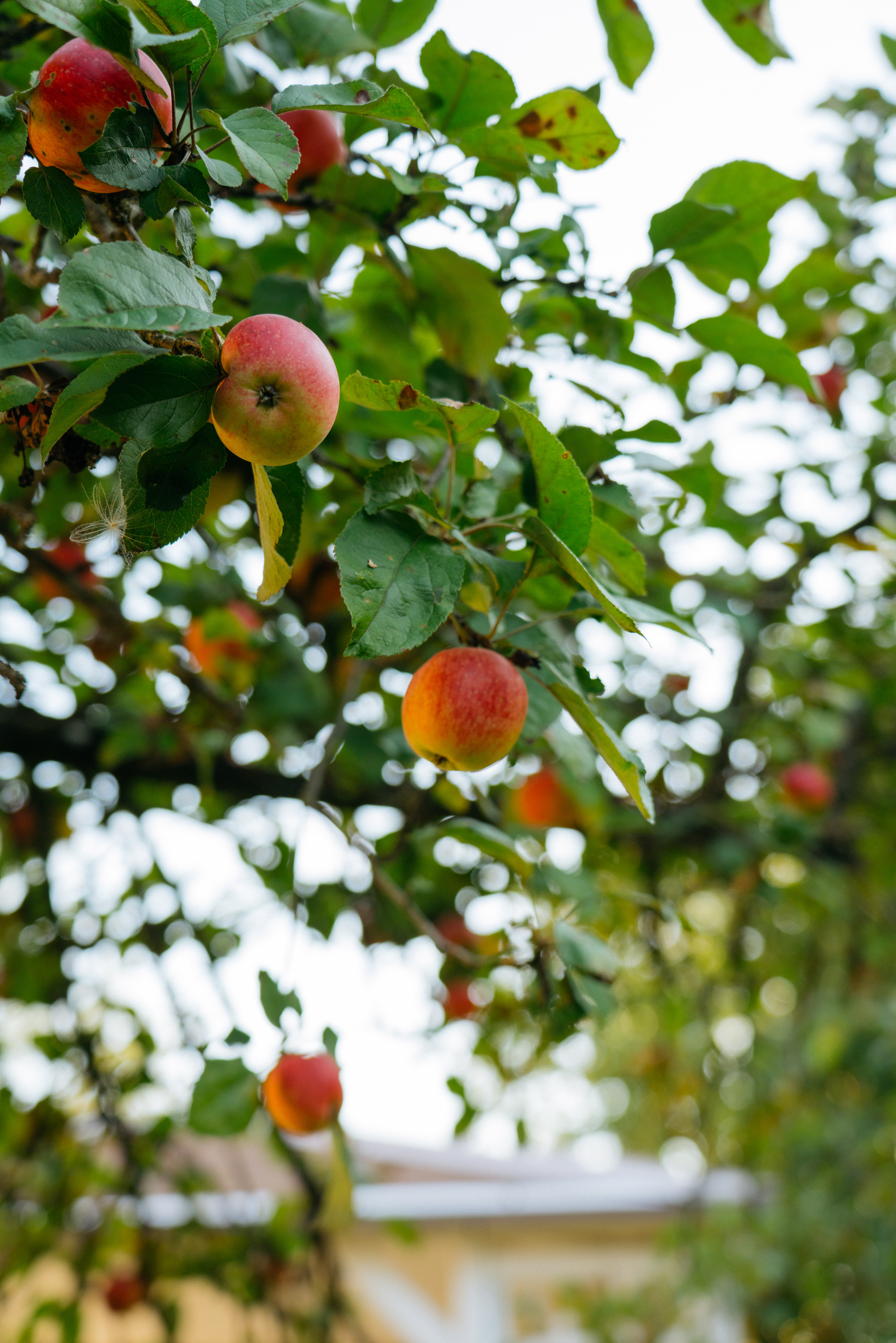 Свадьба в гостевом доме охота. Свадебный и семейный фотограф в Калининграде Анастасия Гриценко