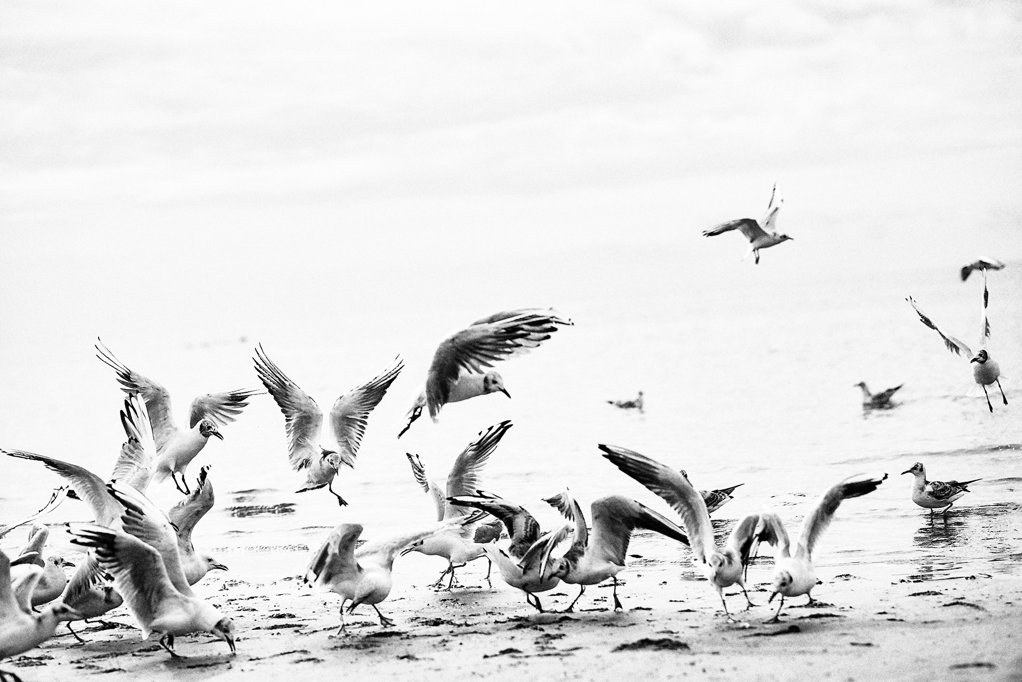 Чайки на берегу моря