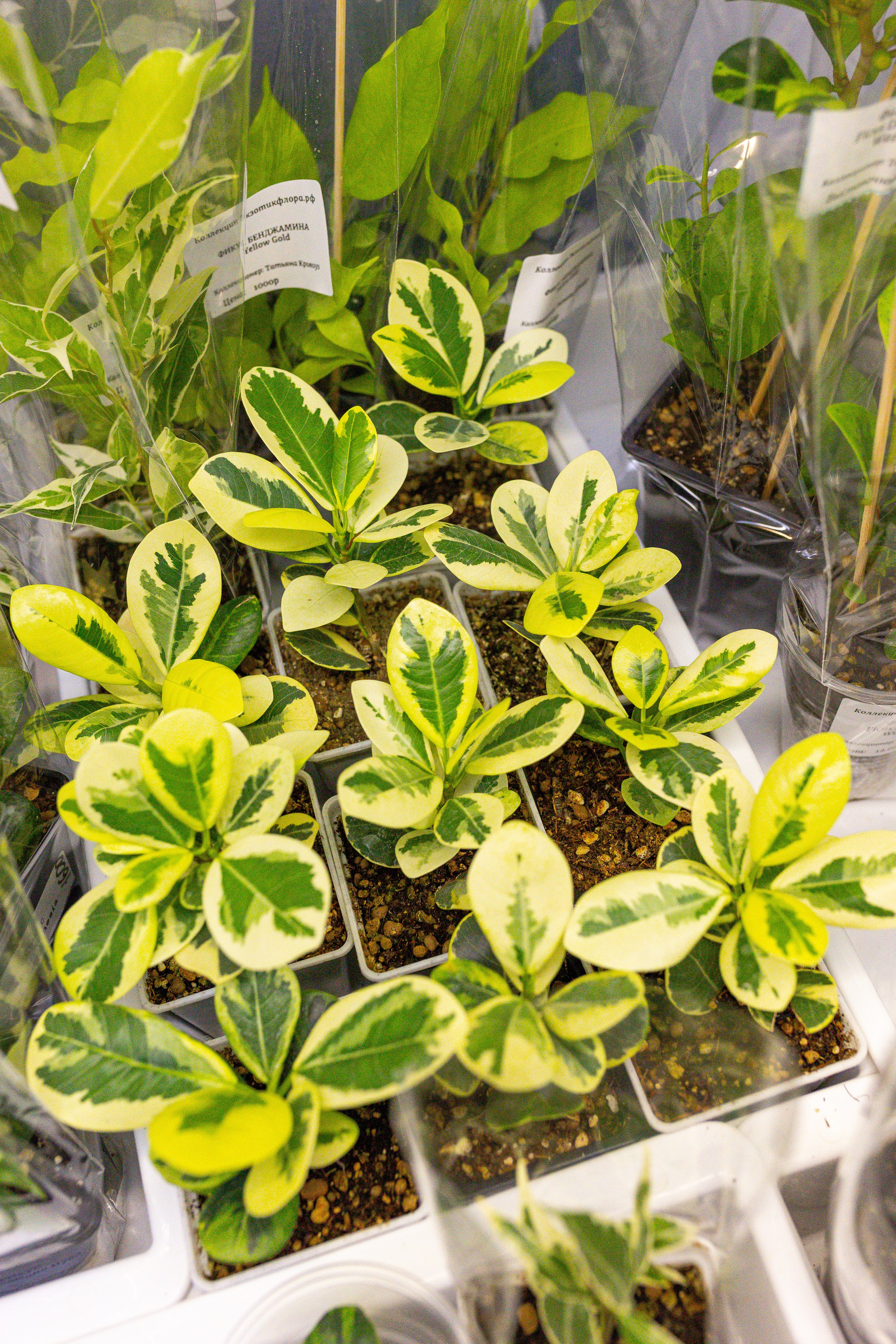 Монстериум апрель 2026. Александра Куликова фотограф, Москва