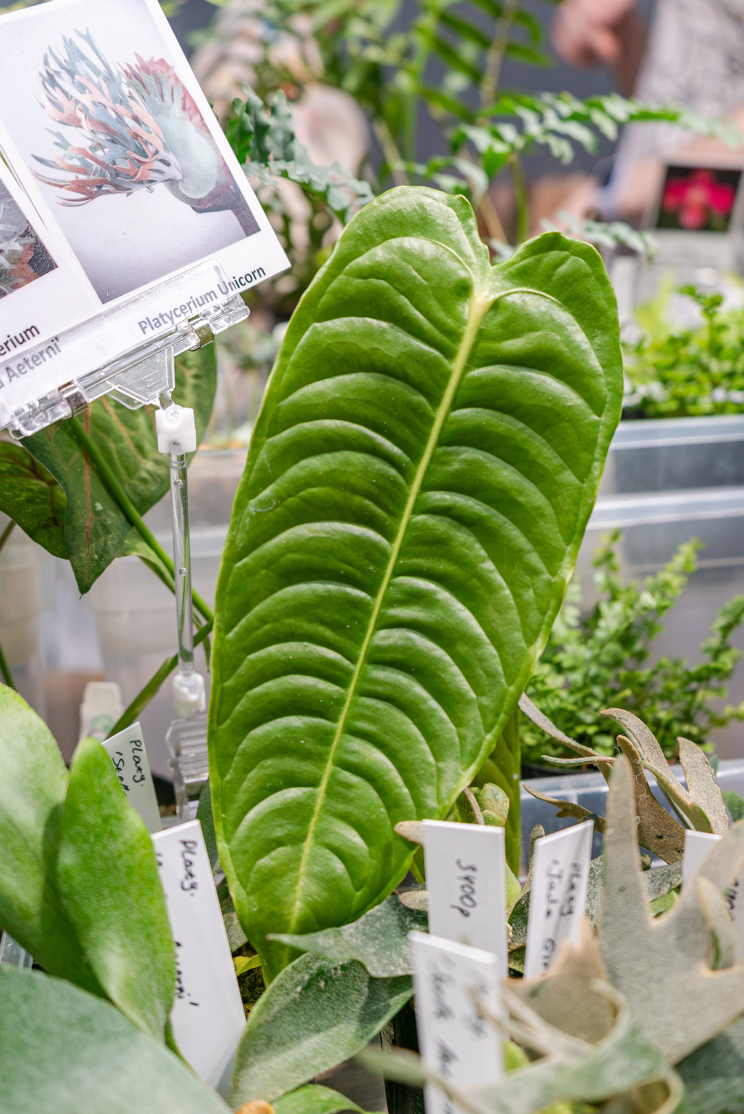 Greenrare июль. Александра Куликова фотограф, Москва