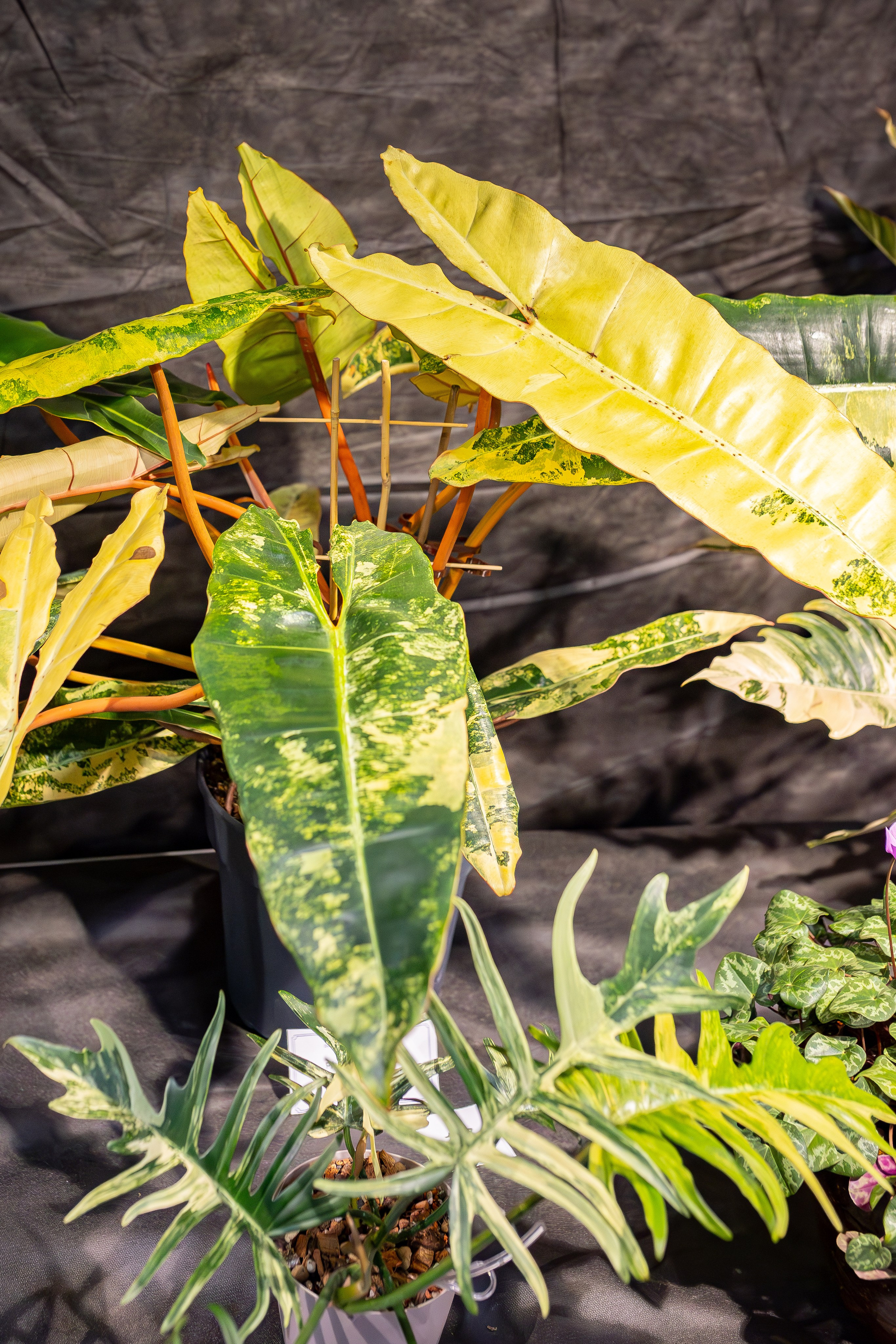 Монстериум апрель 2026. Александра Куликова фотограф, Москва