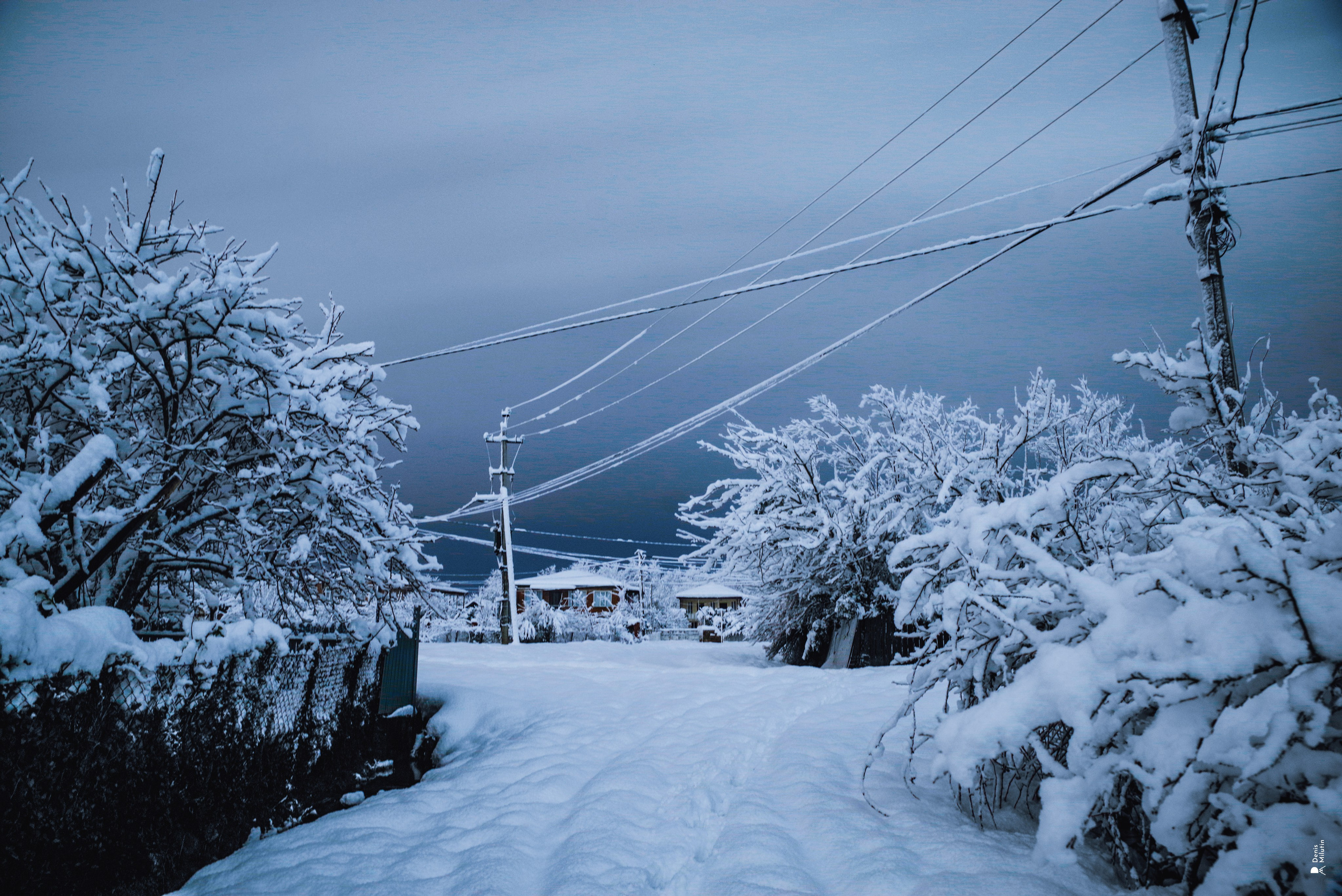 Спящий Менджи зимой. Портретный фотограф Денис Милютин