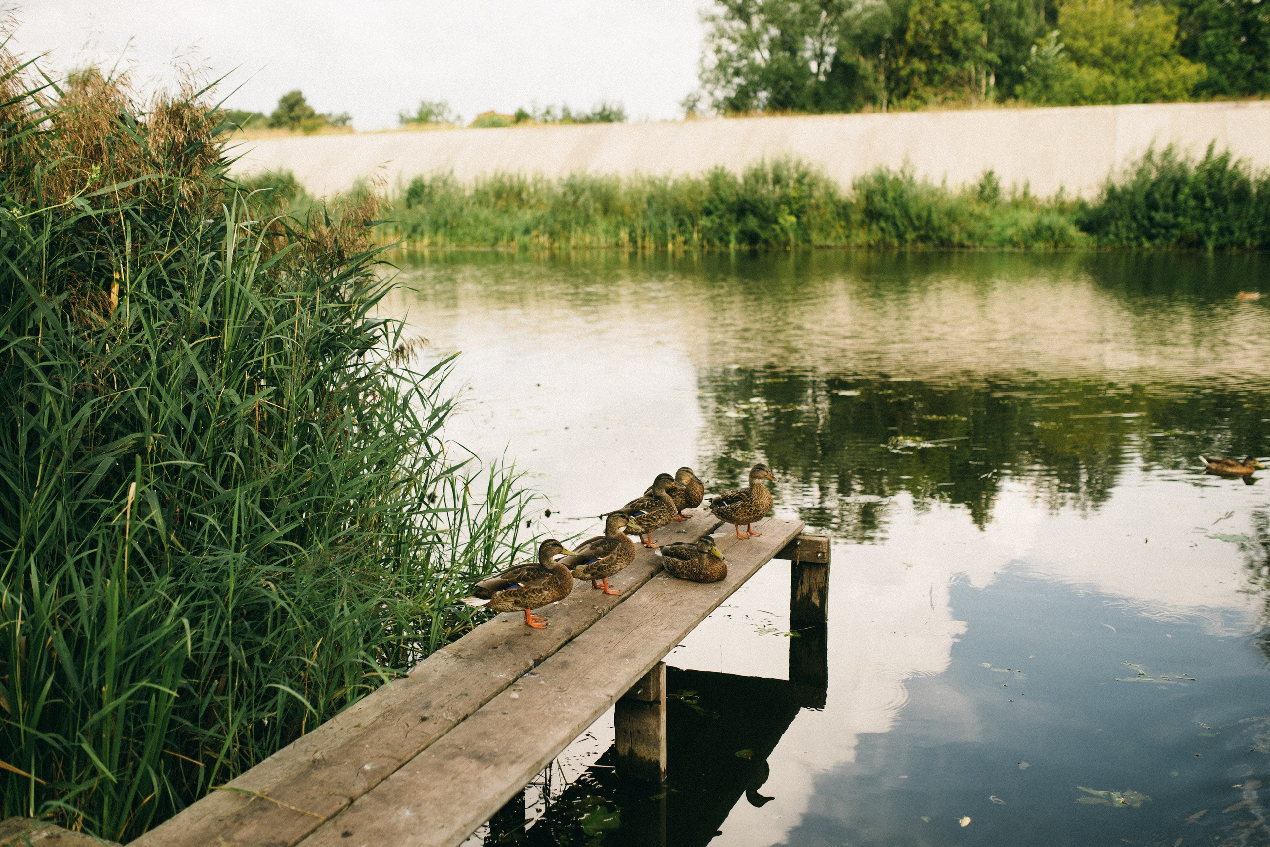 Наедине. Свадебный фотограф Анастасия Бударина