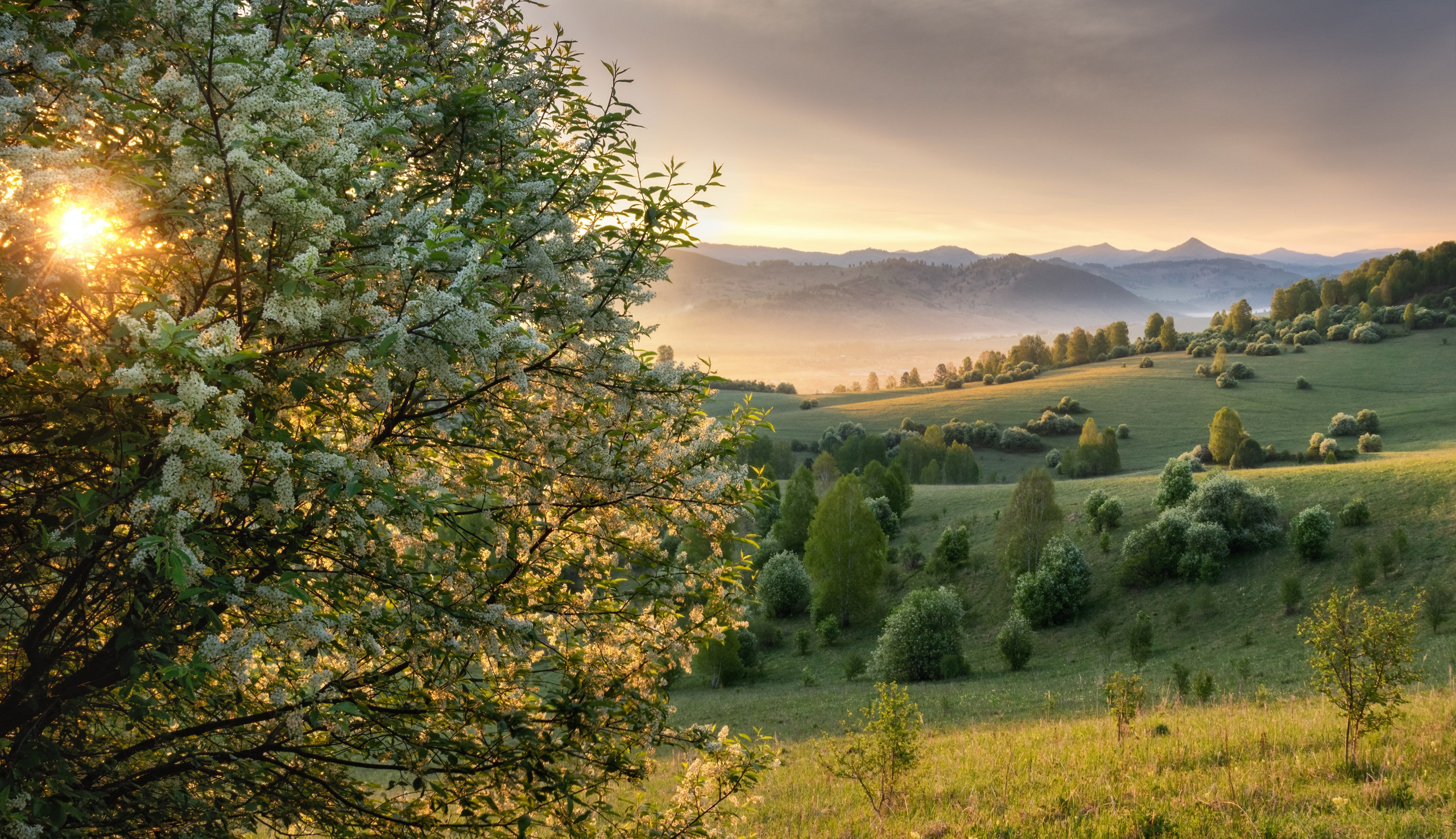 Фототур на Алтай Весеннее цветение. Профессиональный пейзажный фотограф Алёна Рубан