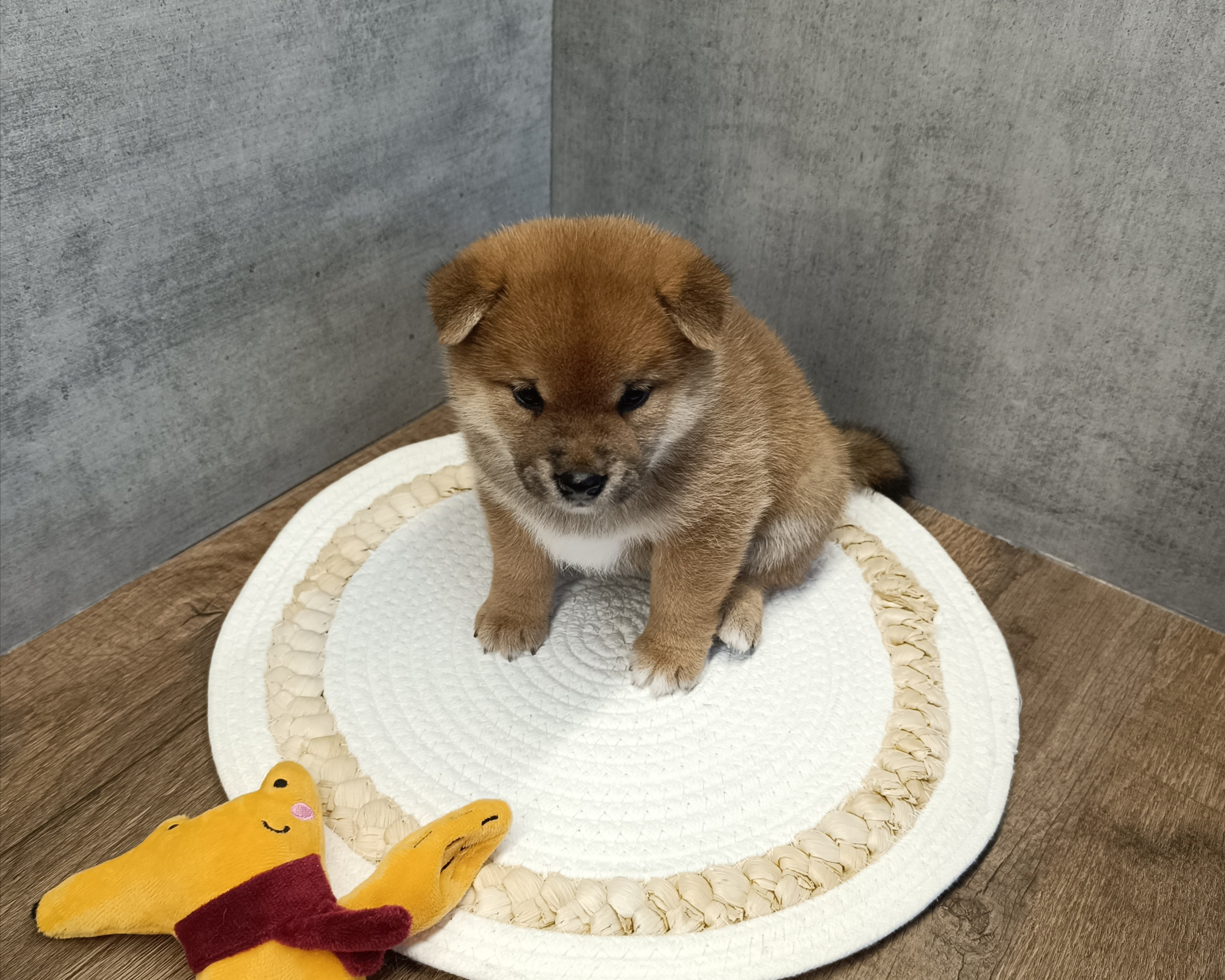 Rubylight Hattie. AMERICAN AKITA RUBYLIGHT KENNEL I SHIBA-INU