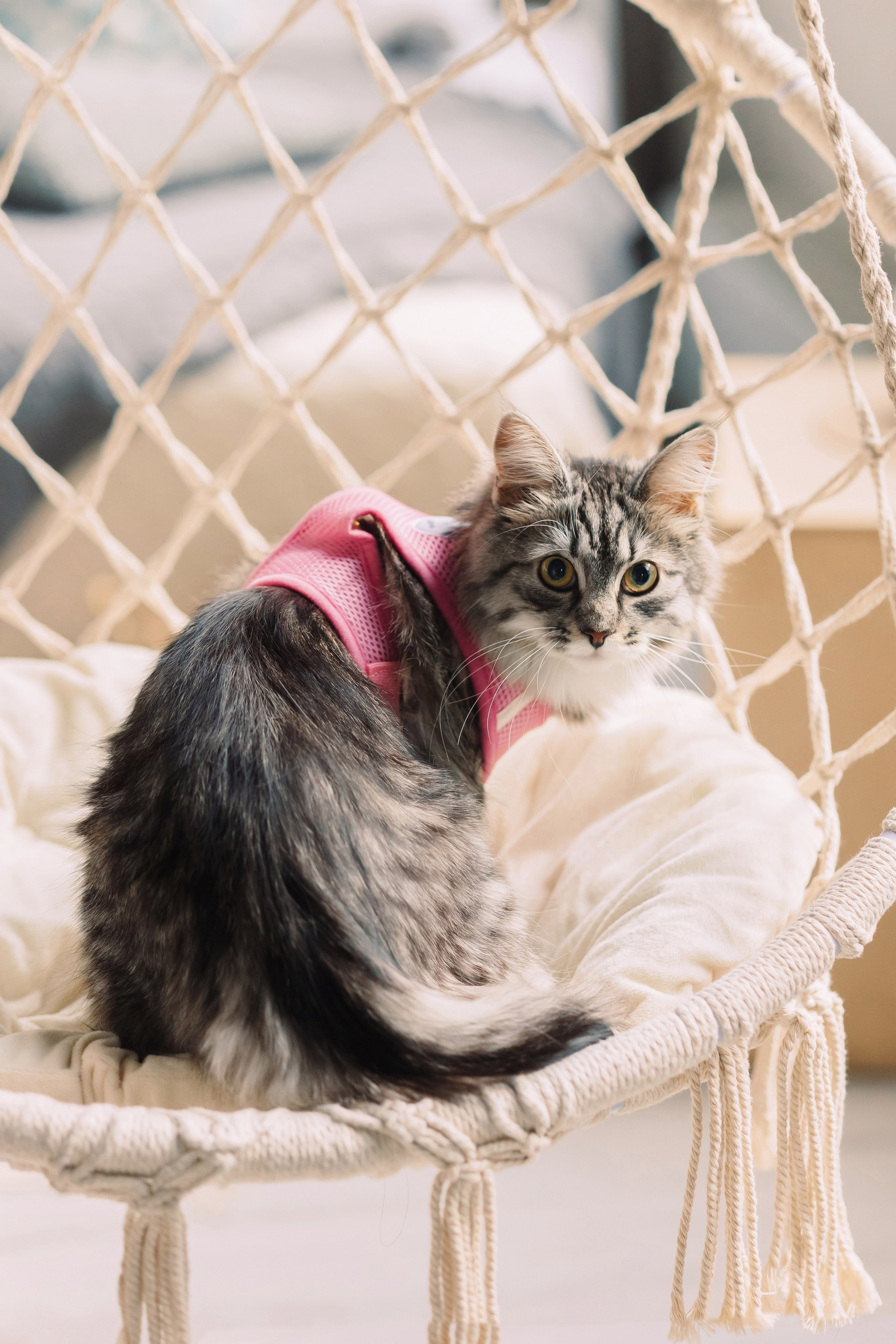 Магазин Friend of mine. Фотограф-анималист Елена Радченко, Москва