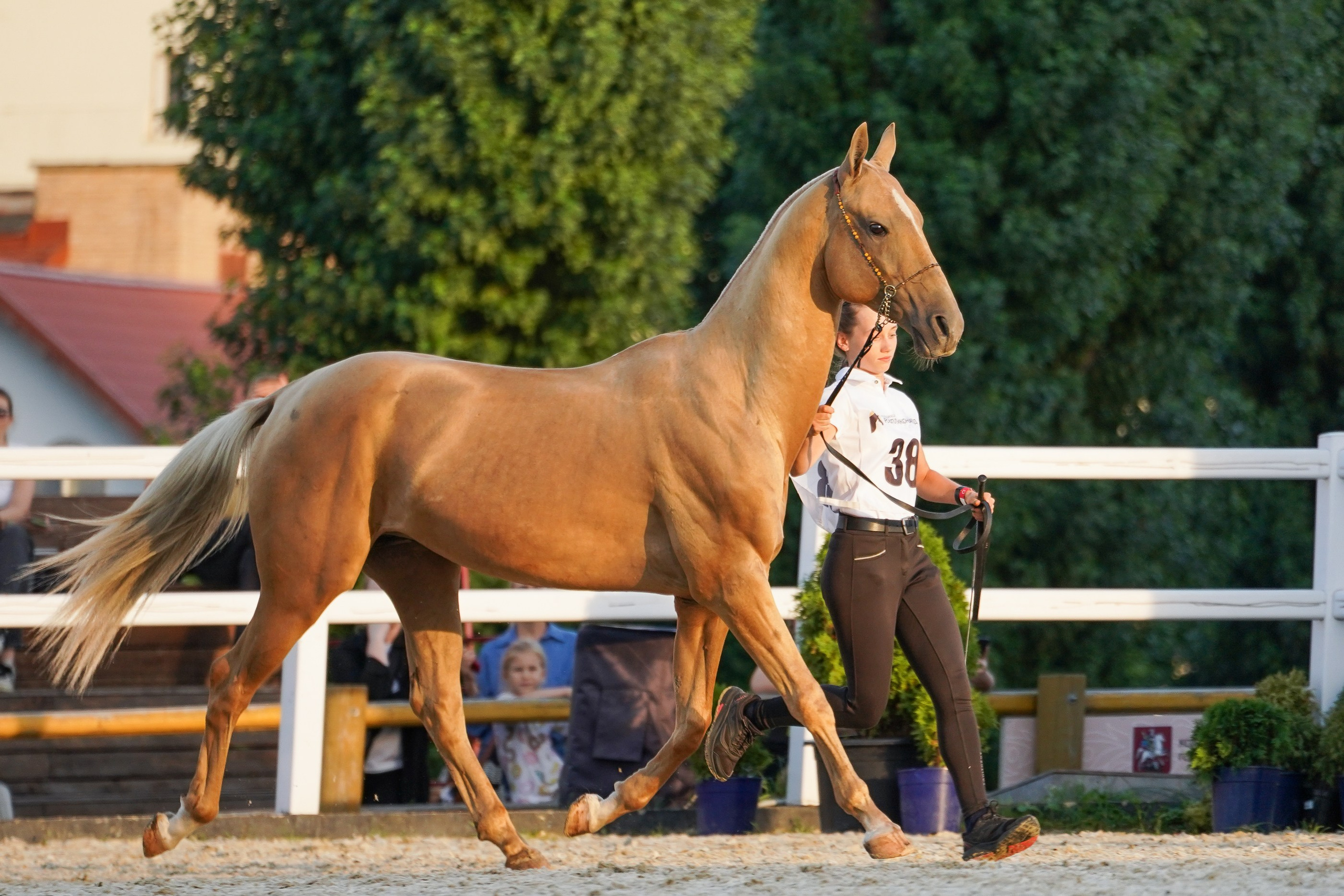 Чемпионат лошадей чистокровной ахалтекинской породы «КУБОК РОССИИ — 2024». Фотограф-анималист, портретный фотограф в Чебоксарах Мария Садыкова