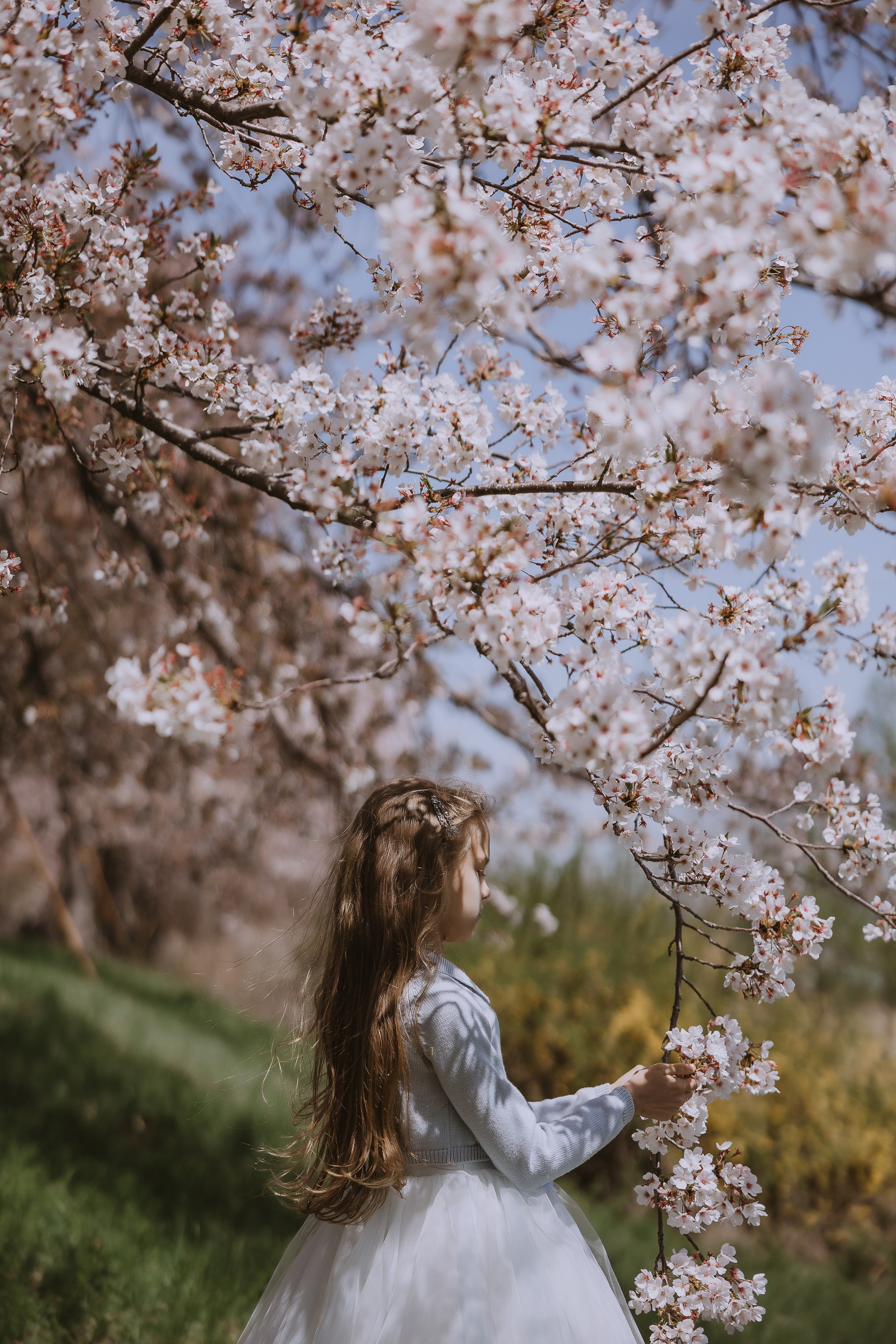 Beautiful girl at a photo shoot with sakura in Korea, Busan. Your photographer in Busan (South Korea) Aleksandra Anufriy