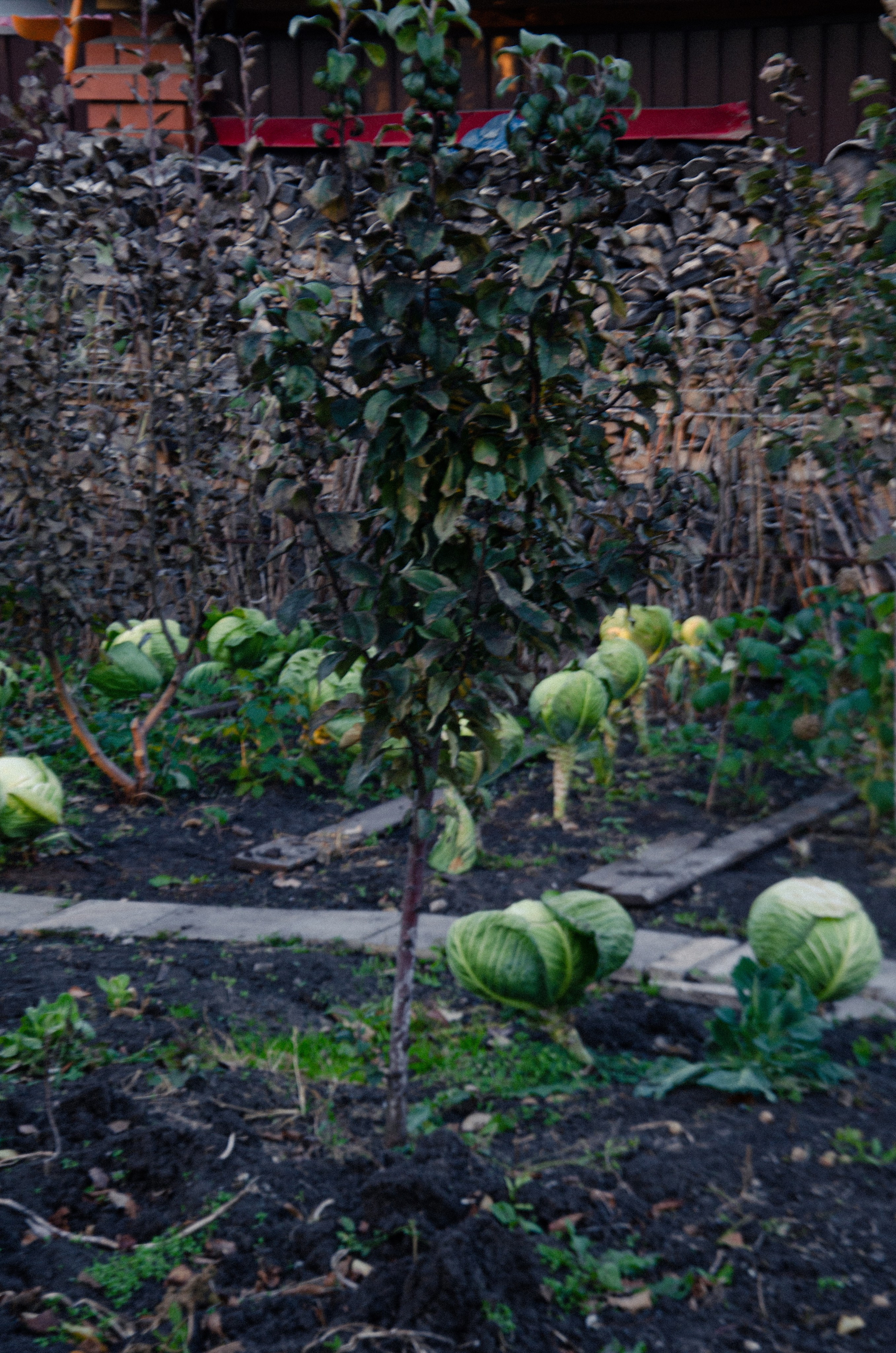 Осенняя фотопрогулка. Фаниса Портретный фотограф в Тюмени