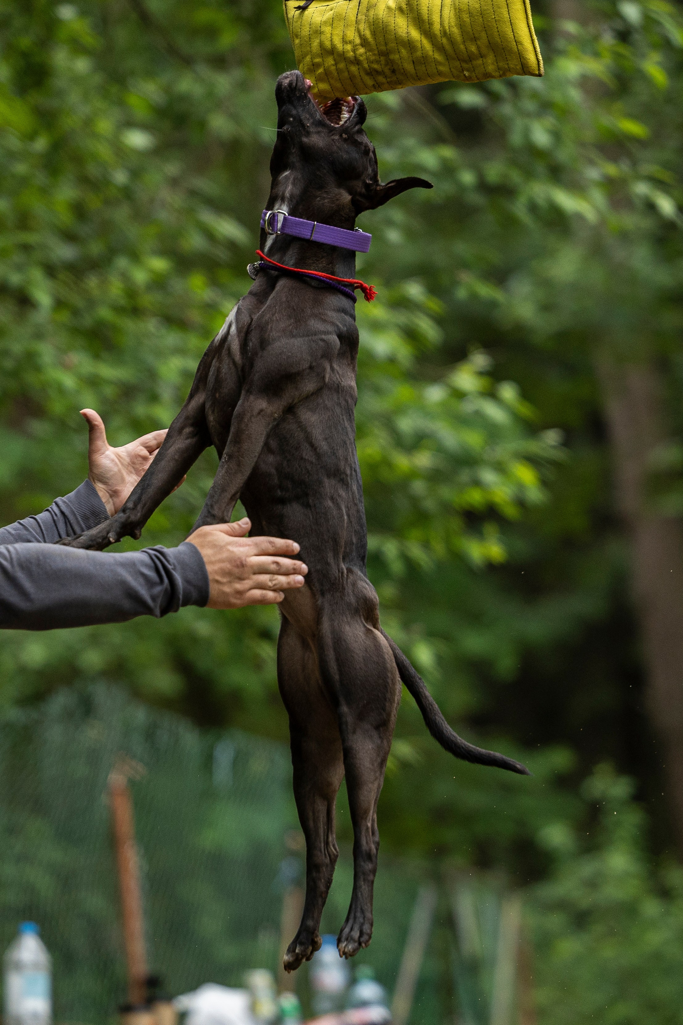 Пит-стафф многоборье. Фотограф-анималист Анна Маринич