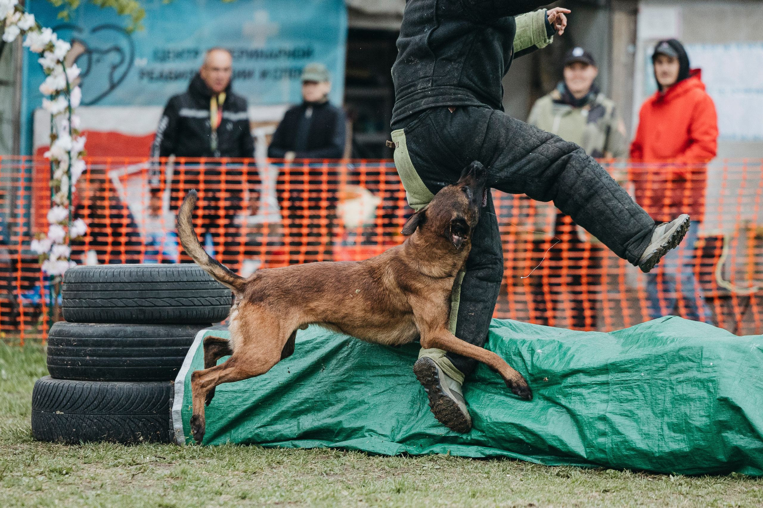 26.05.25 г. Пушкин квалификационные соревнования. Фотограф-анималист Анна Маринич