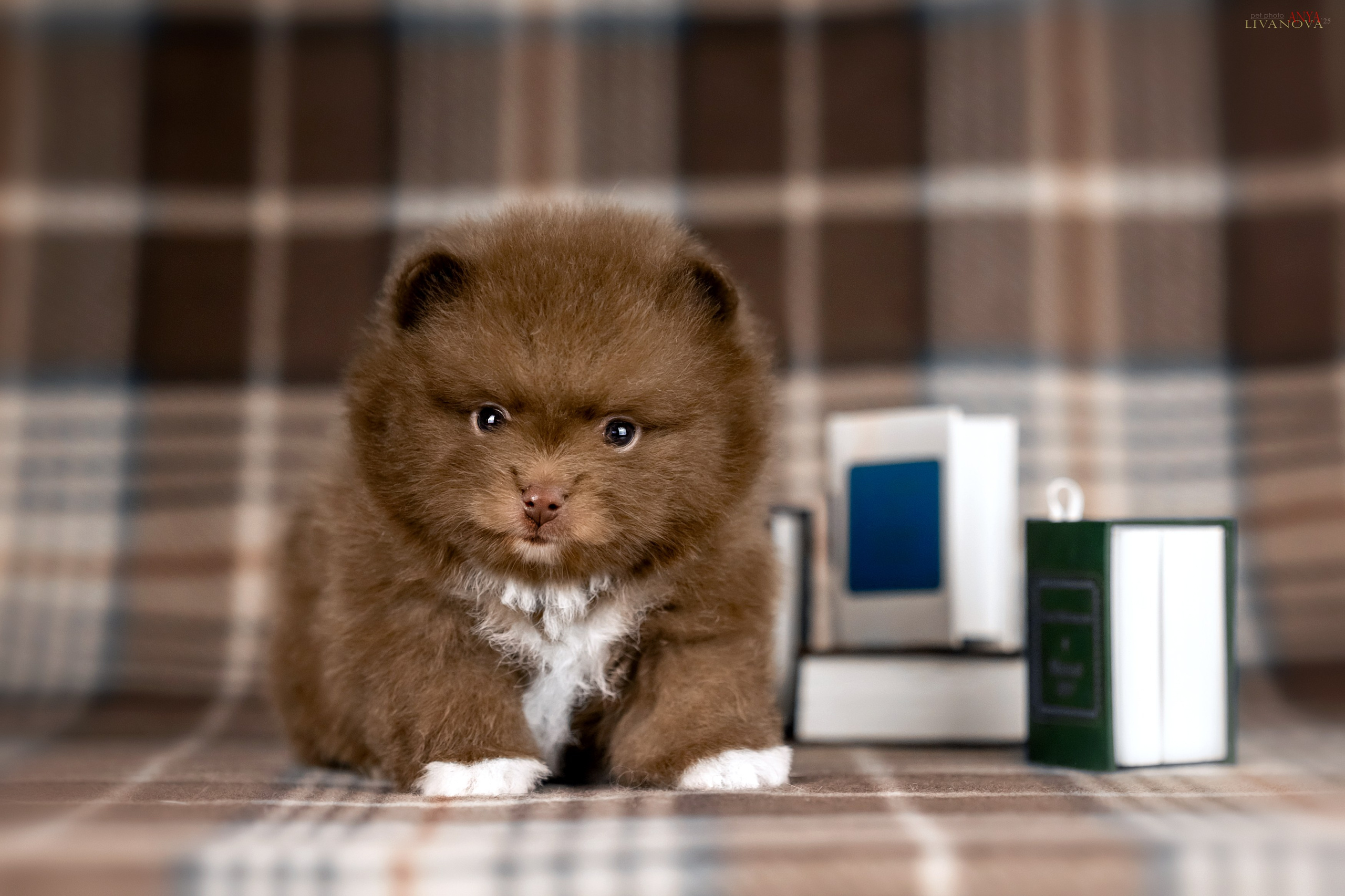 Шпицы. Фотограф анималист Аня Ливанова | Рыбинск