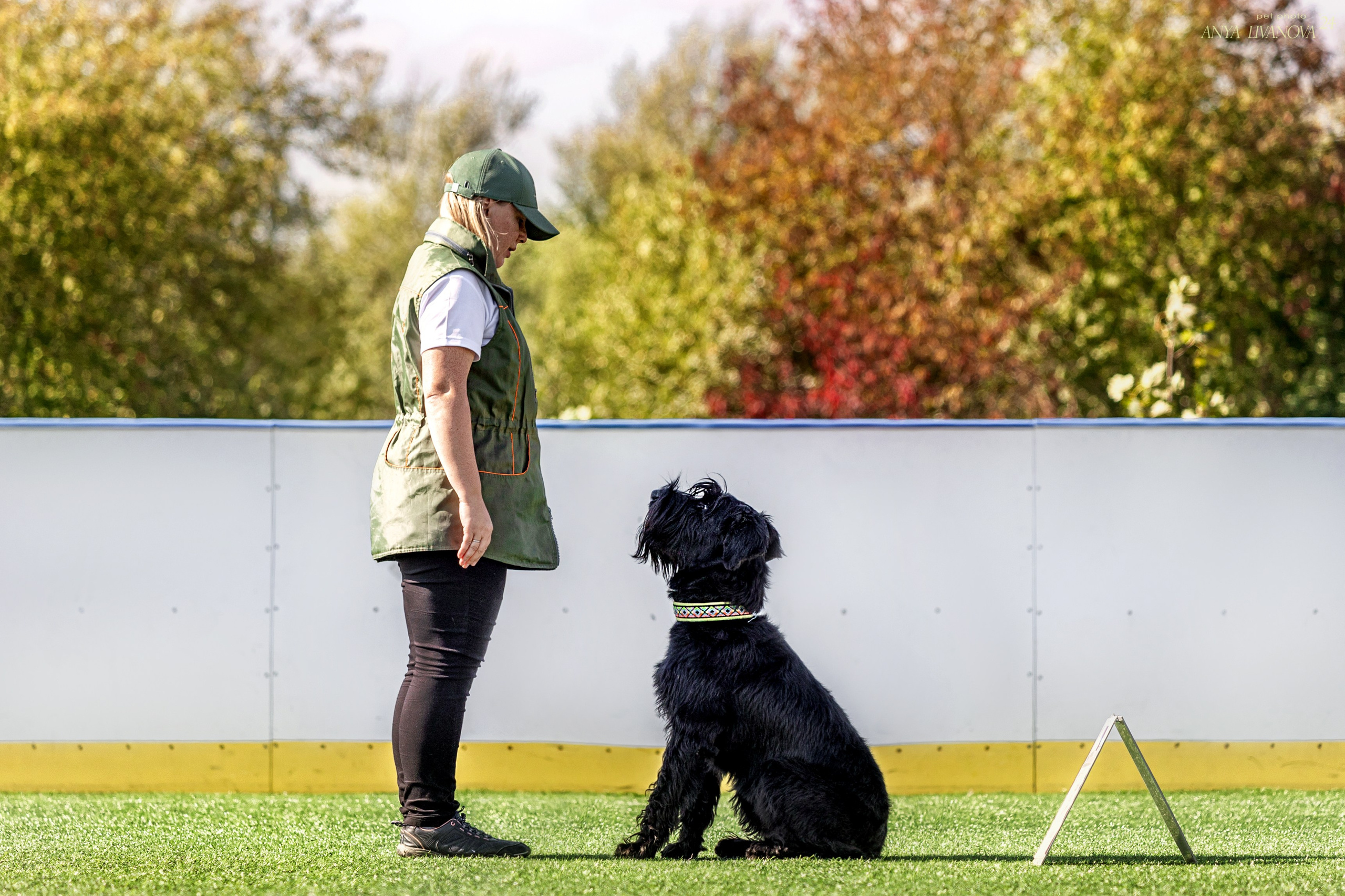 Ралли обидиенс. Фотограф анималист Аня Ливанова | Рыбинск