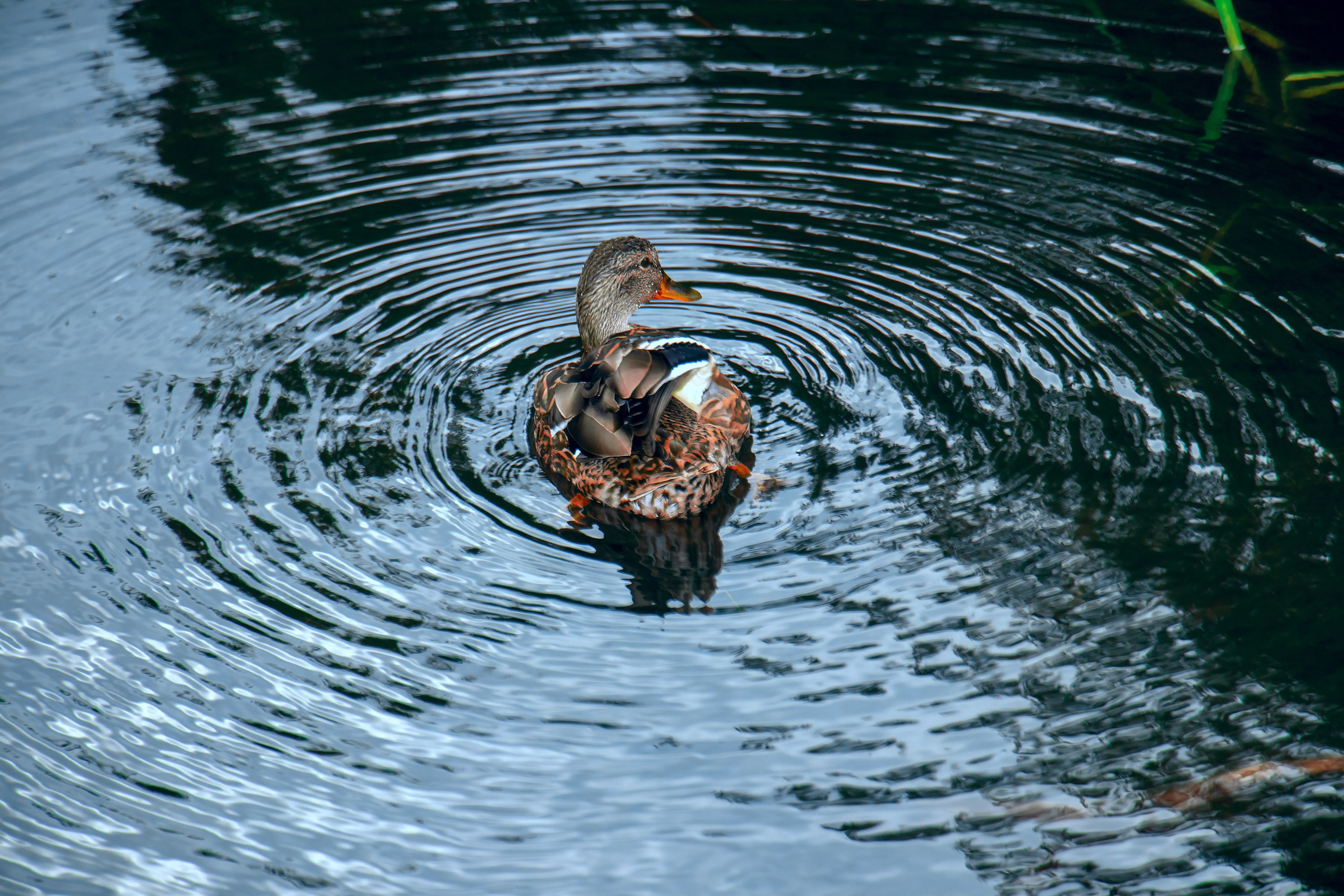 МОСКОВСКИЙ ЗООПАРК. Фотограф Владимир Роля