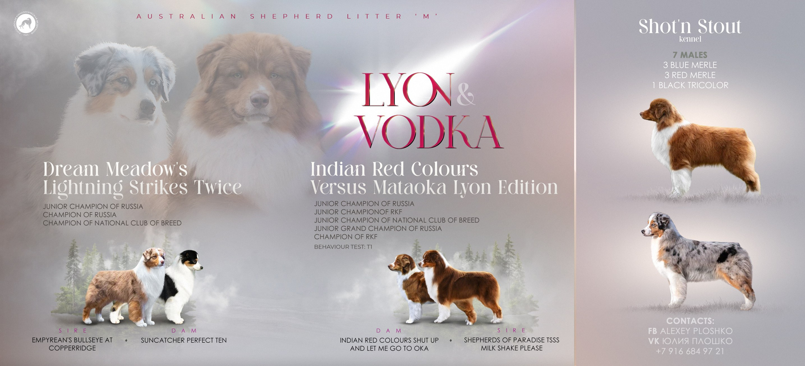 Презентация помета австралийских овчарок