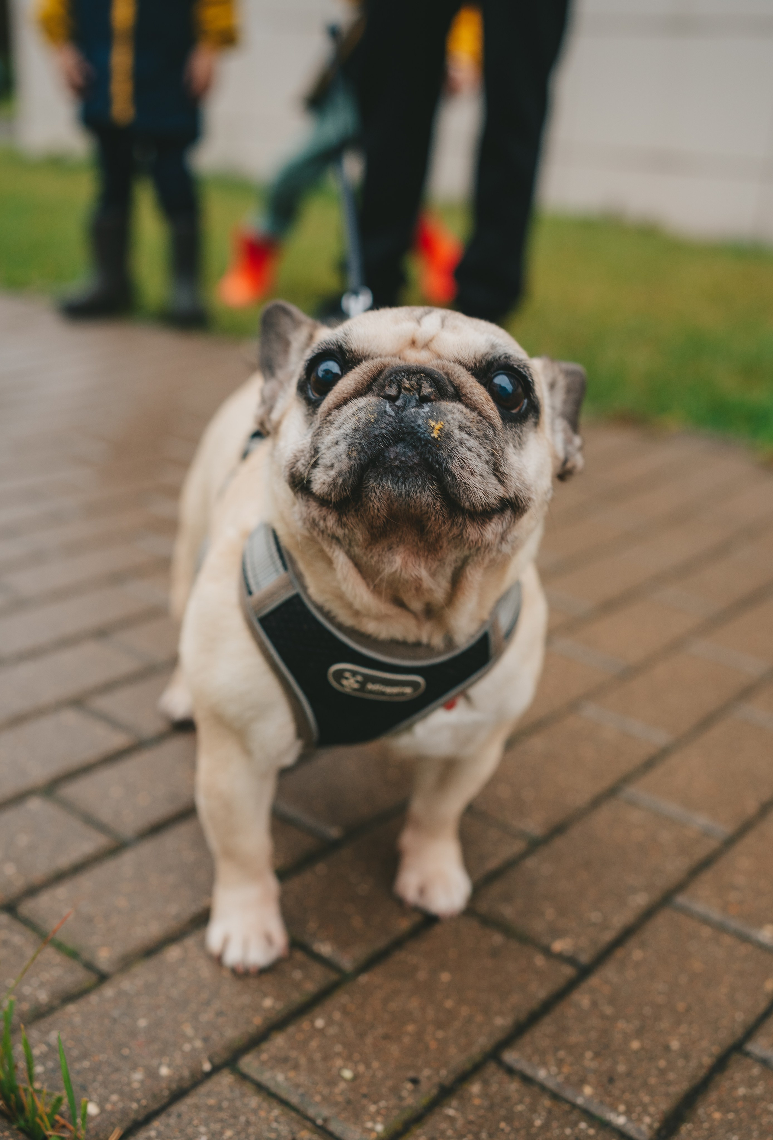 Осенняя семейная прогулка. Фотограф Екатерина Канчалаба