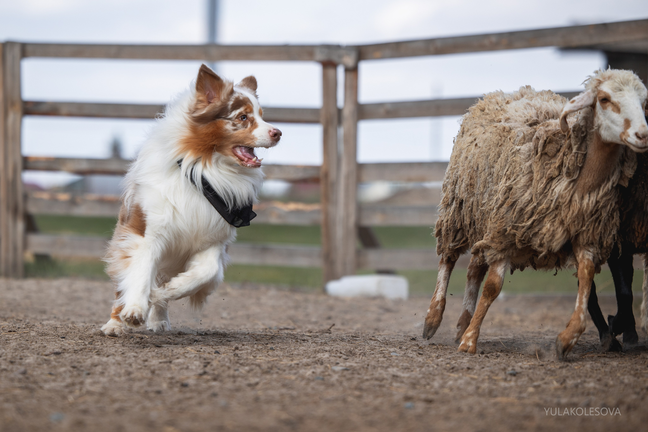 Аусси день 15.05.2024. YULA KOLESOVA | Фотограф — Анималист | Художник | Тюмень