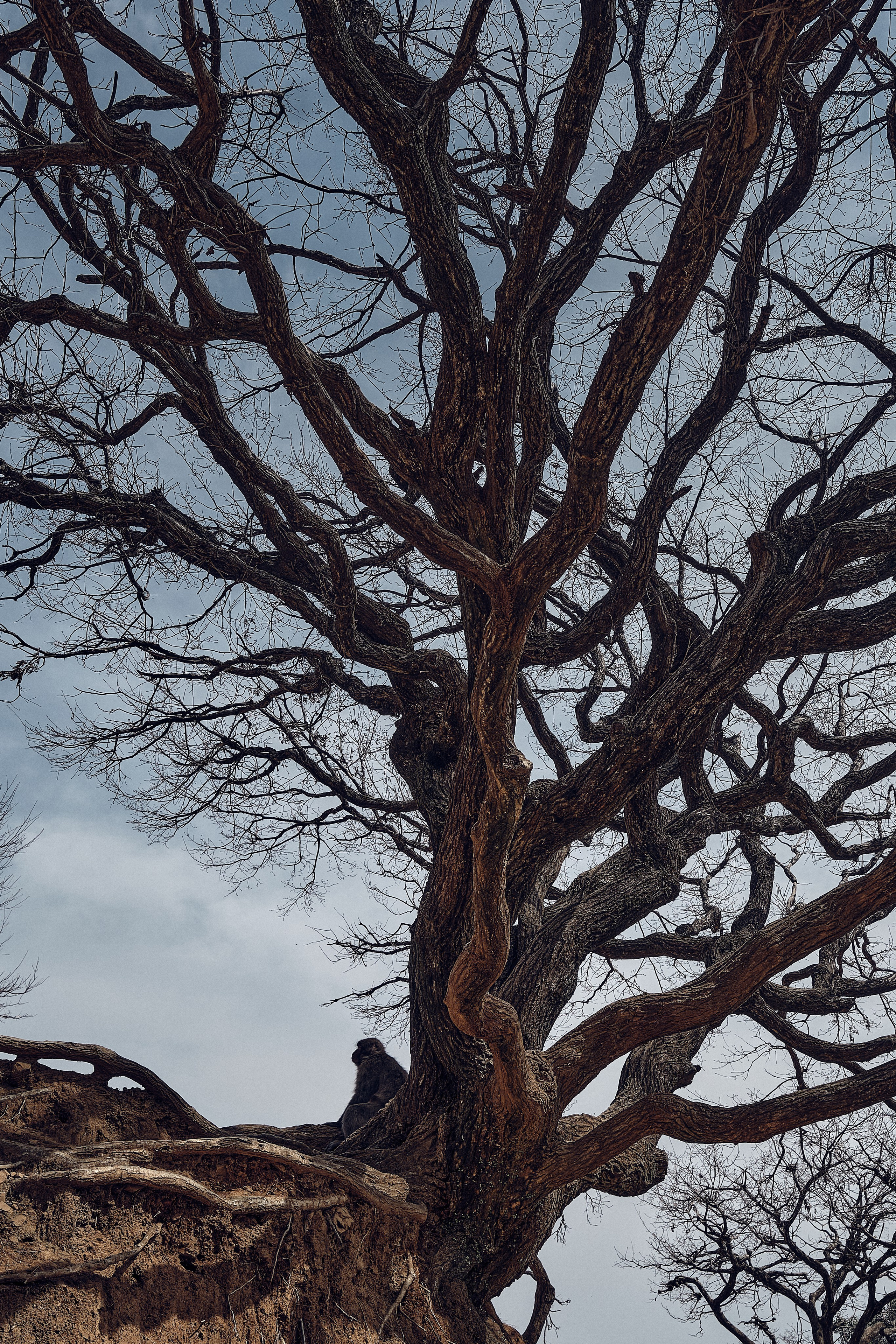 Japan / Osaka≫Kyoto≫Tokyo. Aleksandr Kobtsev