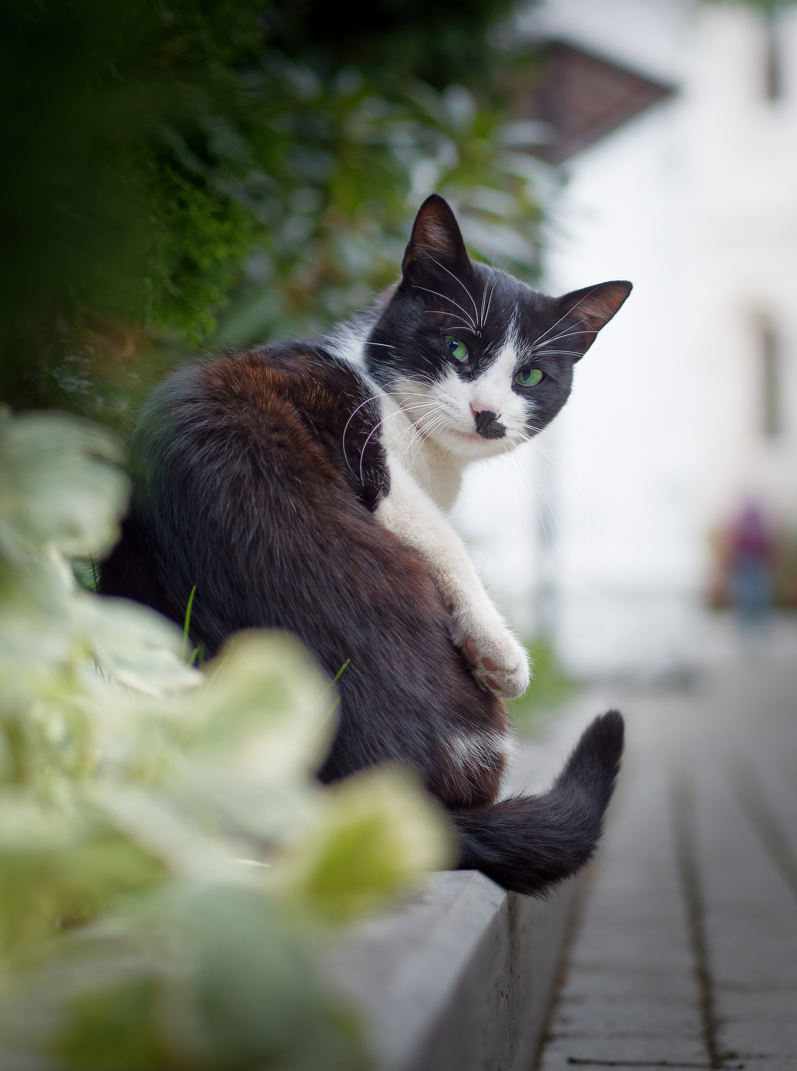 Птицы и животные. Oles Paritskiy