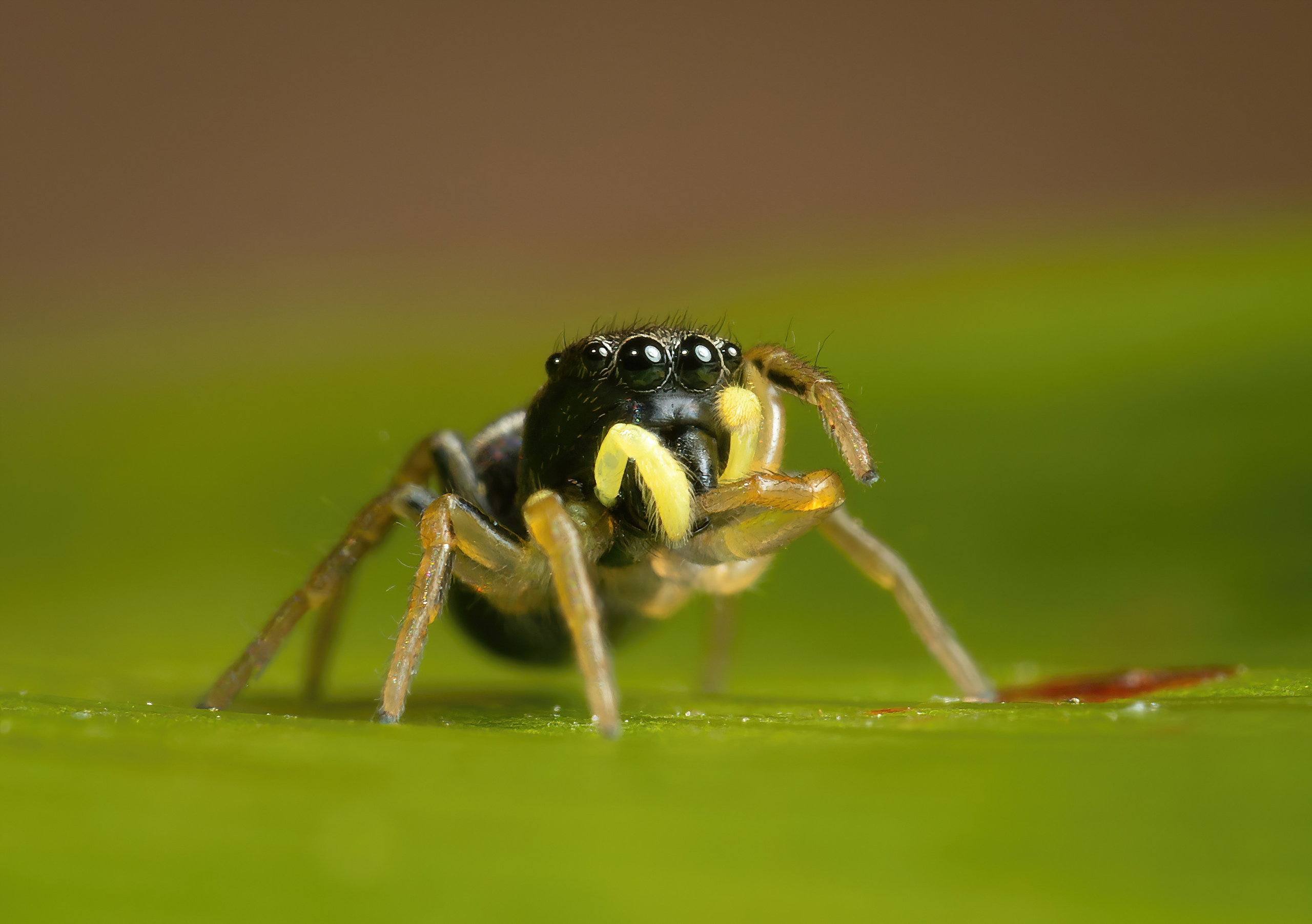 Пауки. Oles Paritskiy