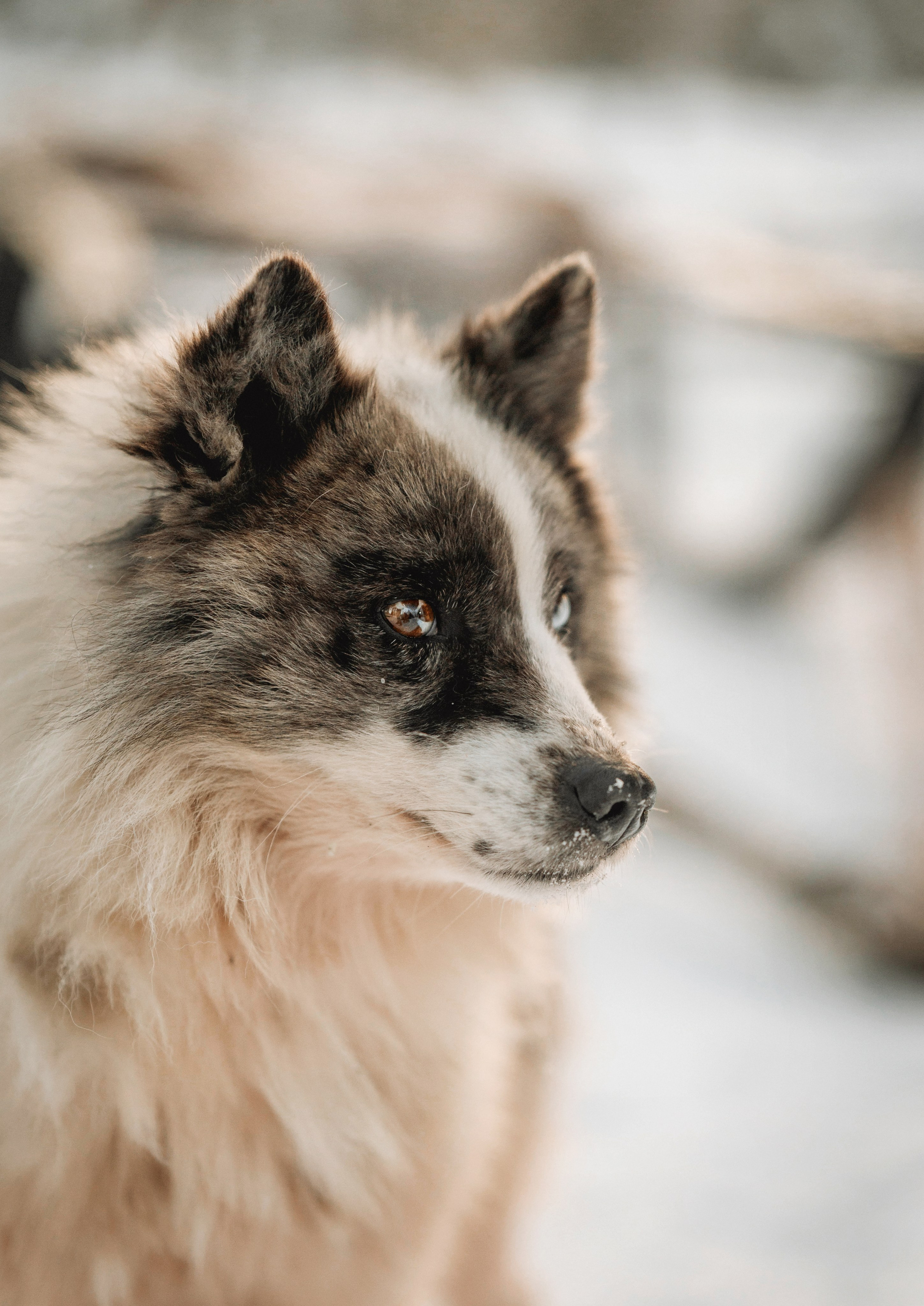 Ямал. Детский и семейный фотограф