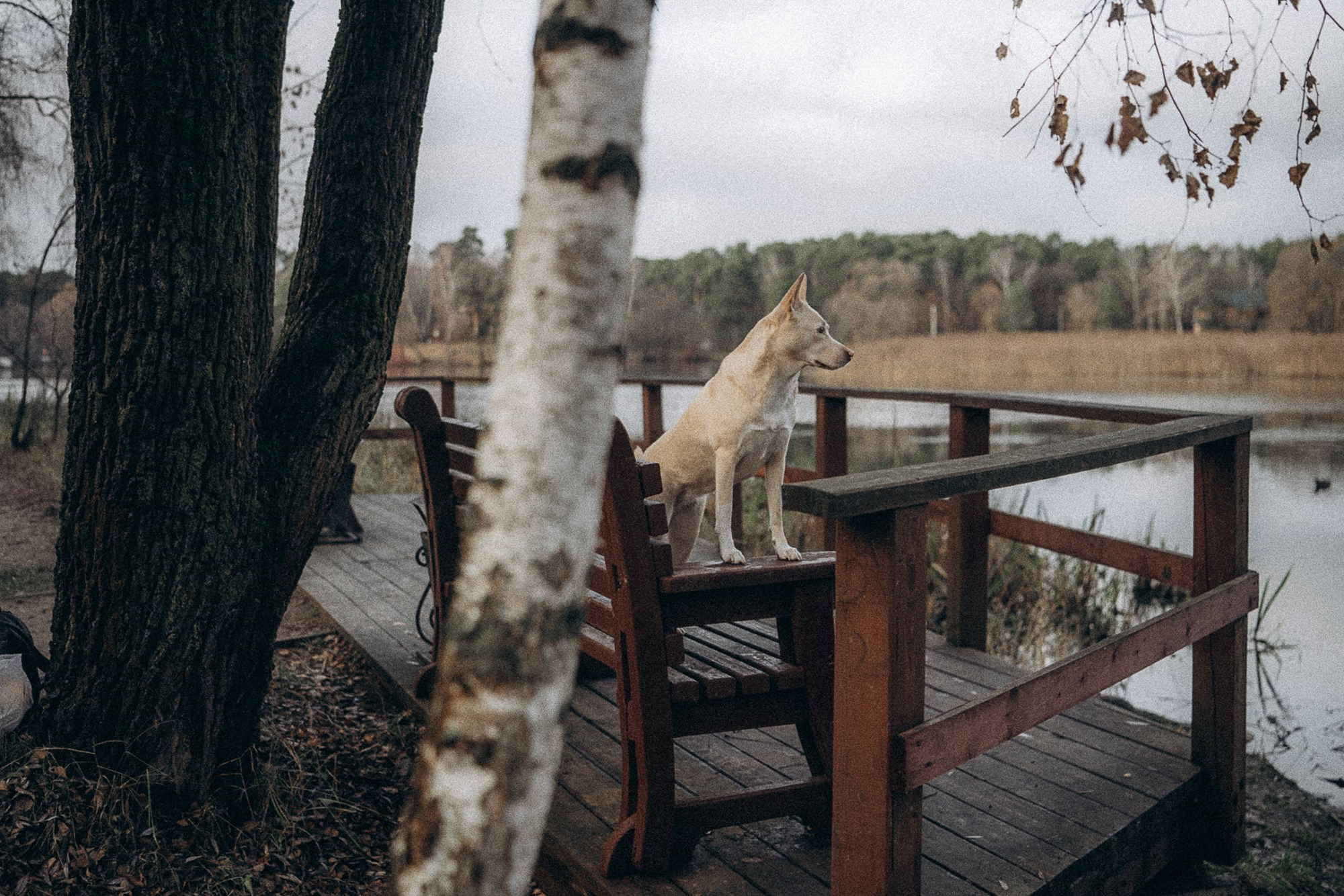 Туся. Фотограф анималист в Москве и Санкт-Петербурге Свиридова Анна