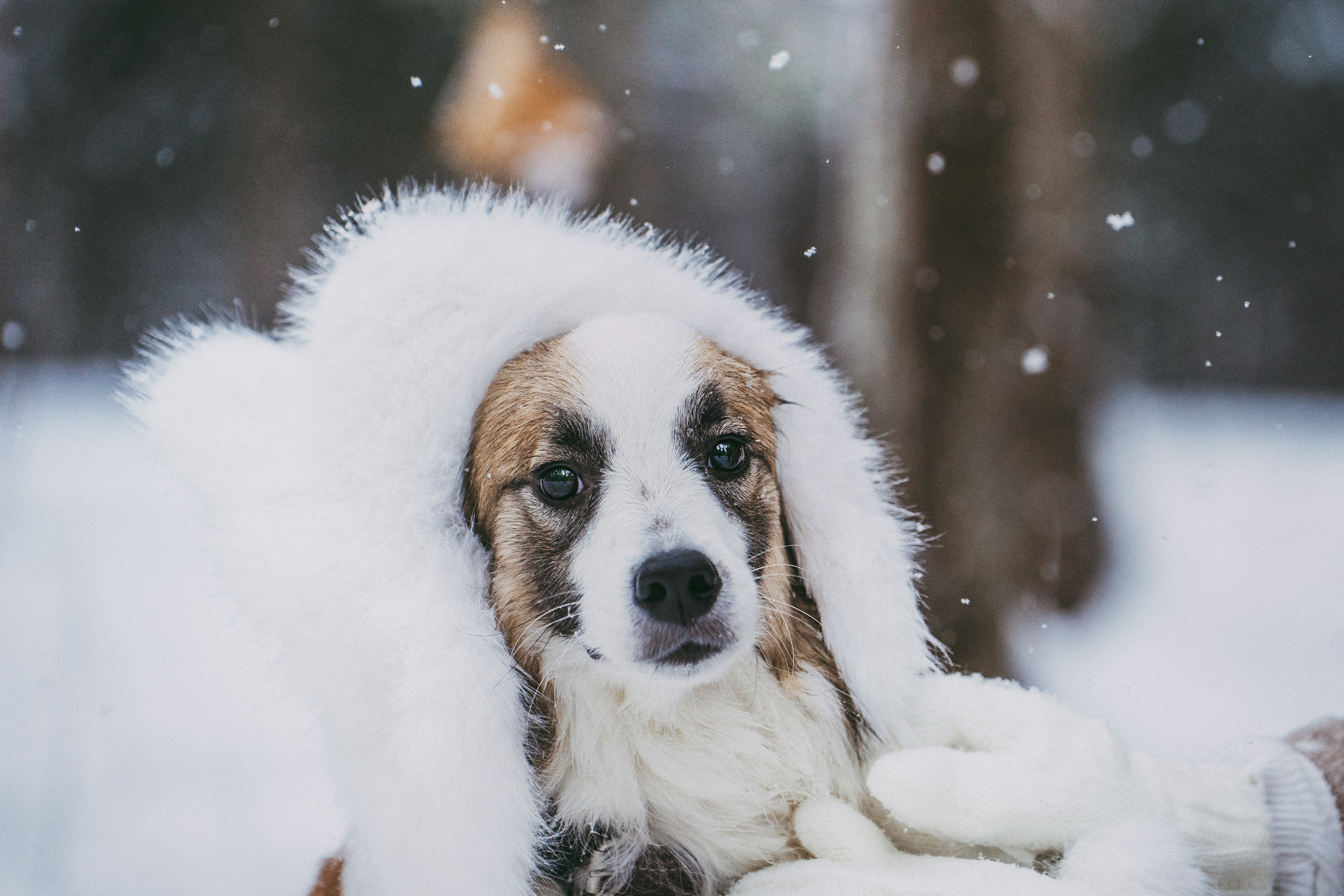 Катя, Анатолий и Елай. Фотограф анималист в Москве и Санкт-Петербурге Свиридова Анна